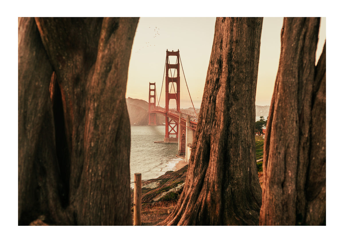 Beyond the Cypress Trees