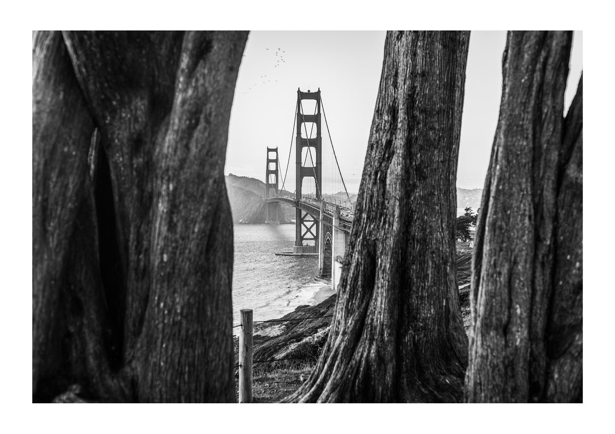Beyond the Cypress Trees