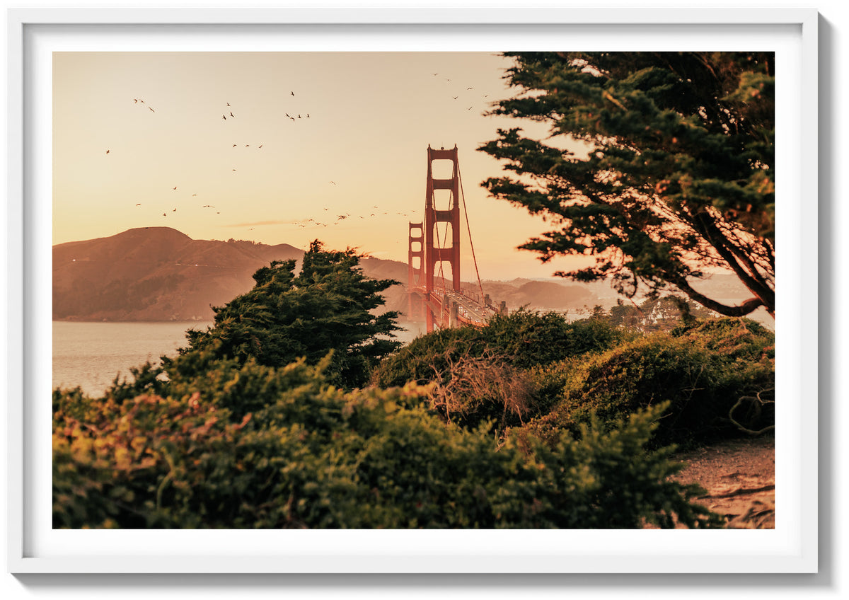 Wings Over The Bay