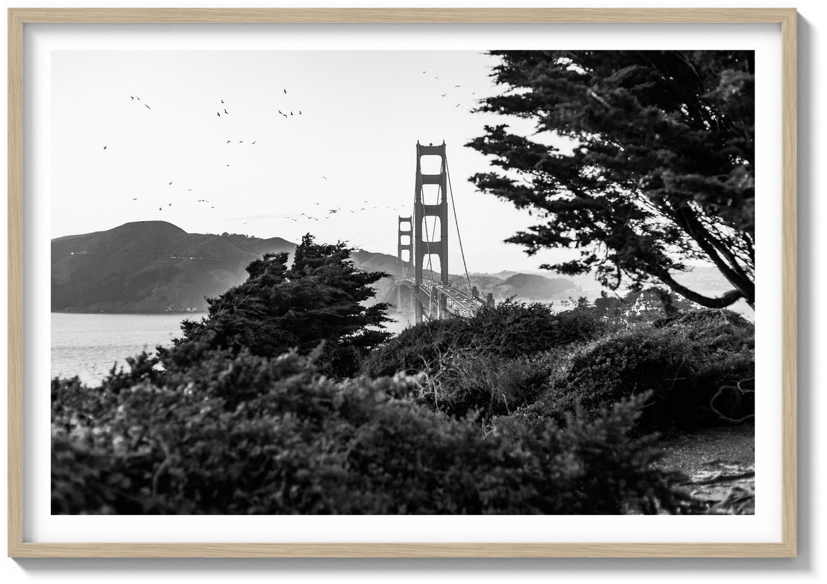 Wings Over The Bay