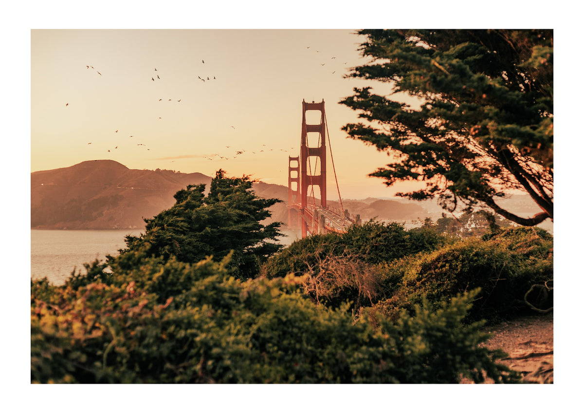 Wings Over The Bay