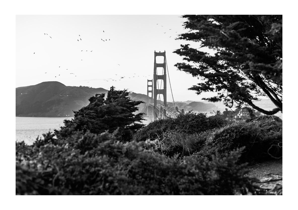 Wings Over The Bay