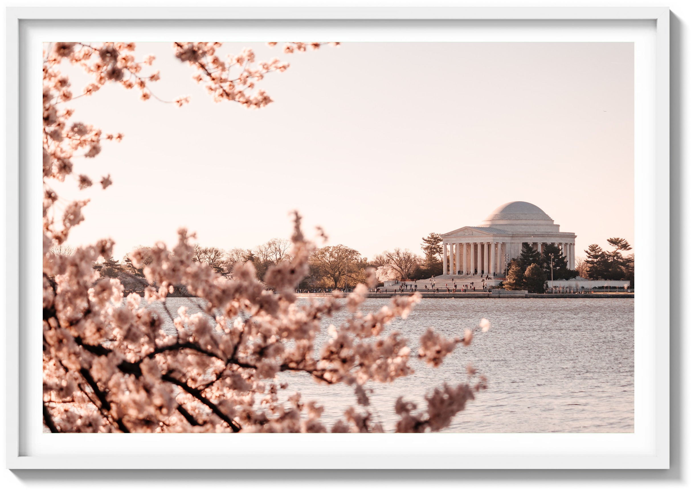 Bloom at the Jefferson Memorial