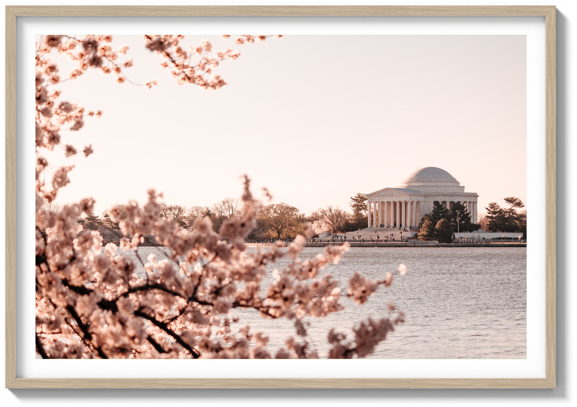 Bloom at the Jefferson Memorial