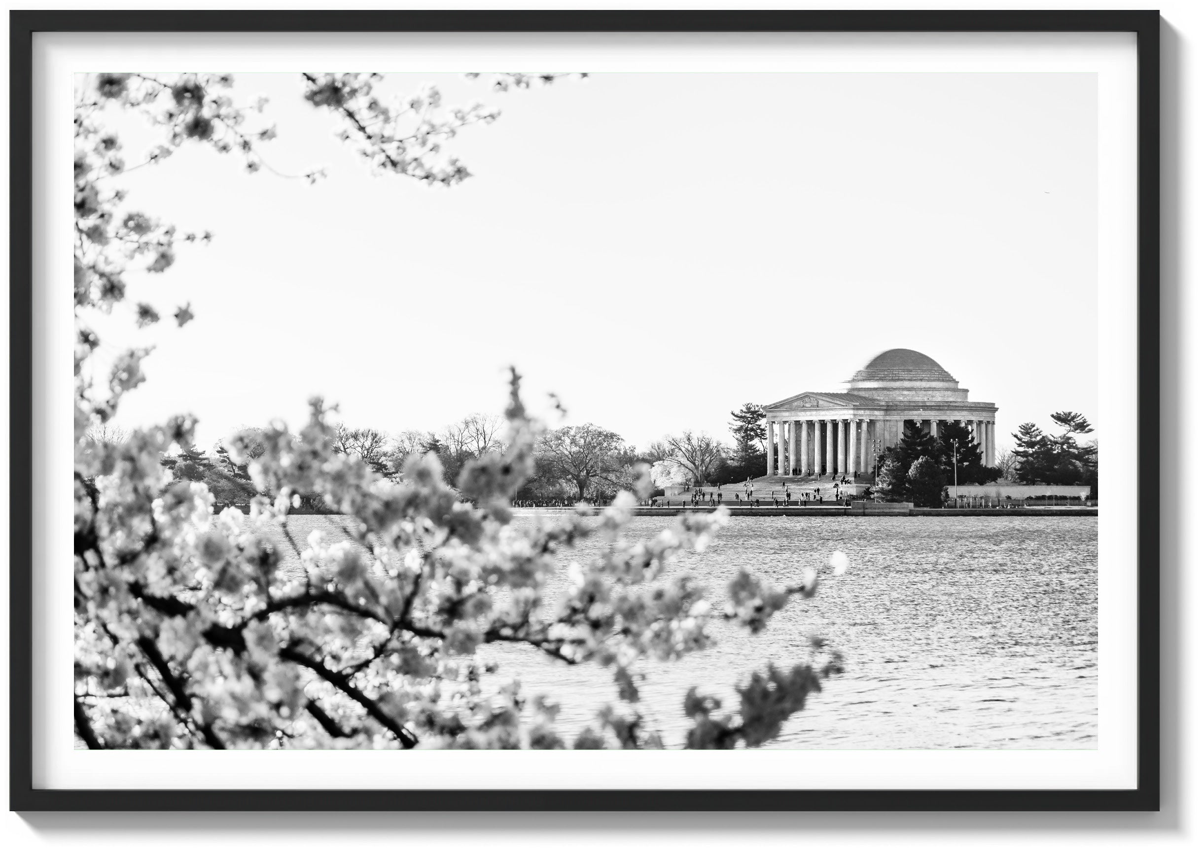 Bloom at the Jefferson Memorial
