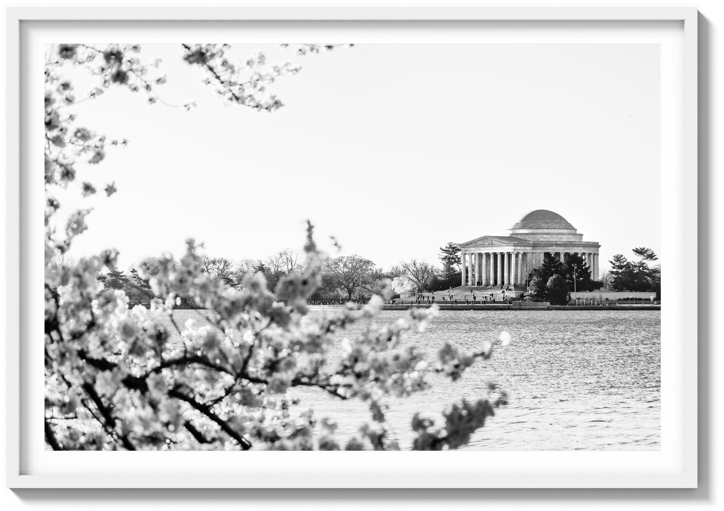 Bloom at the Jefferson Memorial