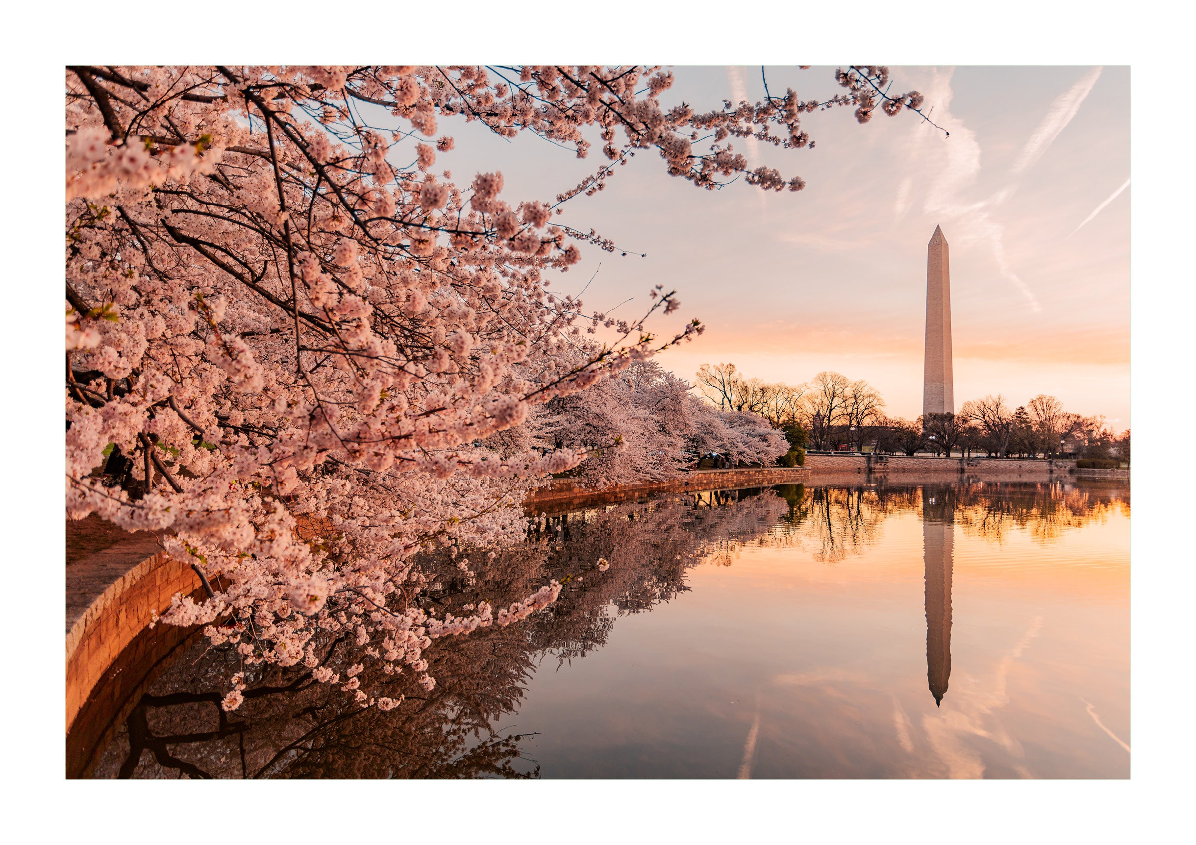 Springtime Bloom
