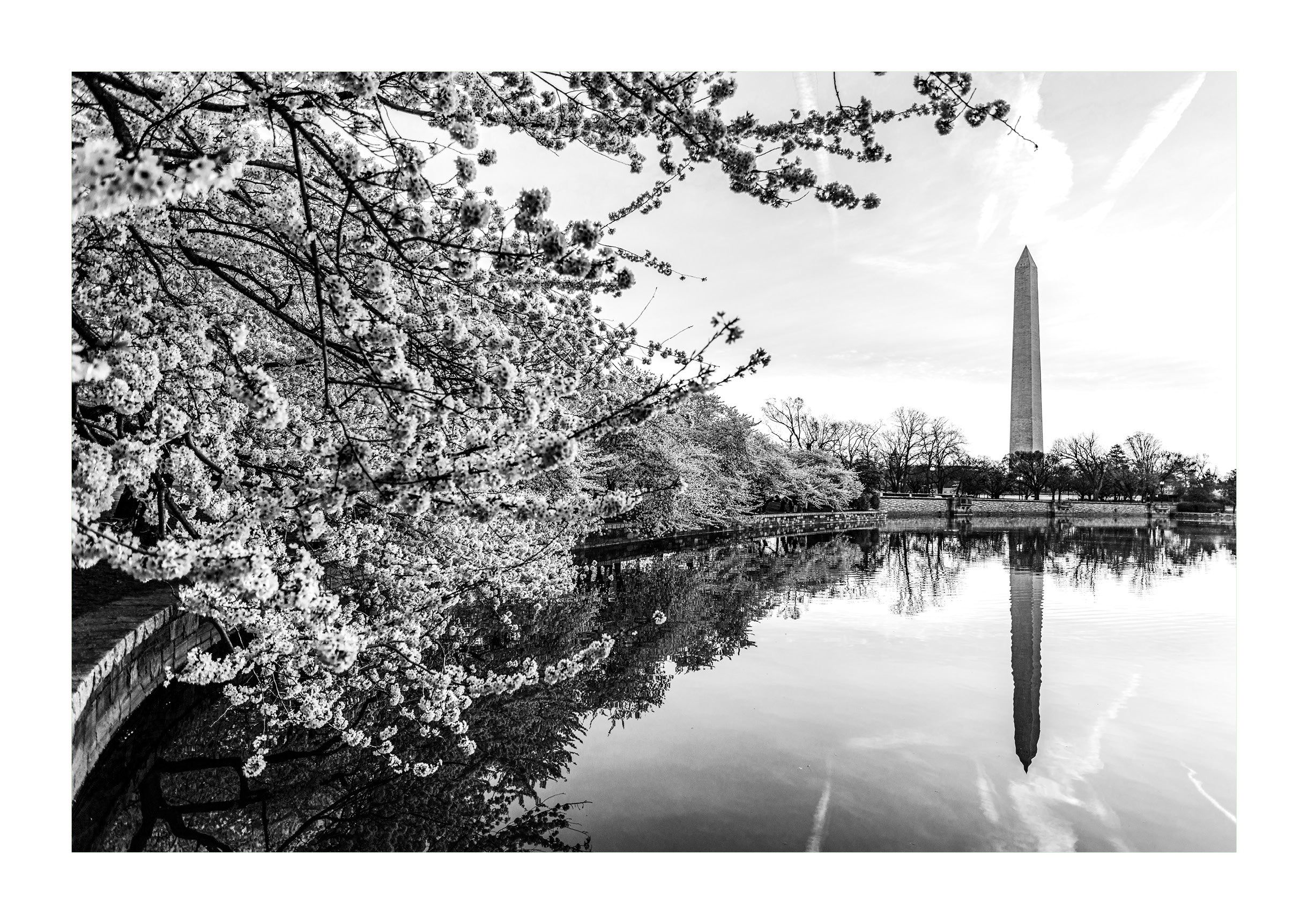 Springtime Bloom