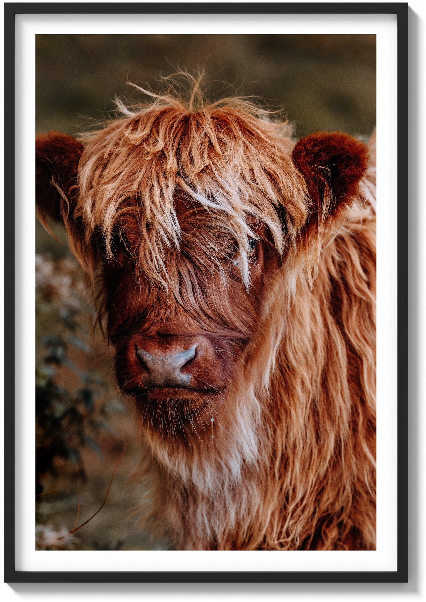 The Highland Cow