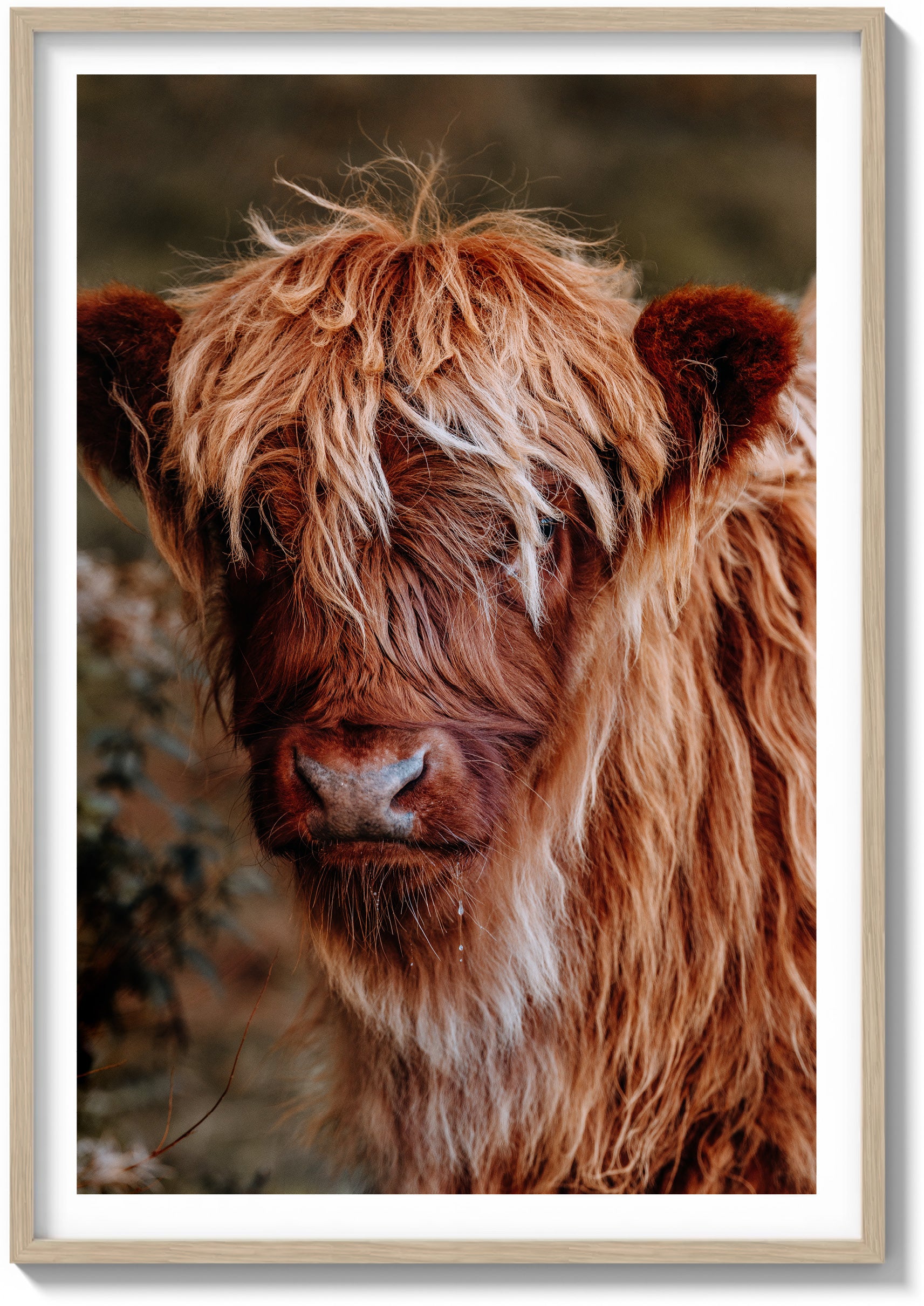 The Highland Cow