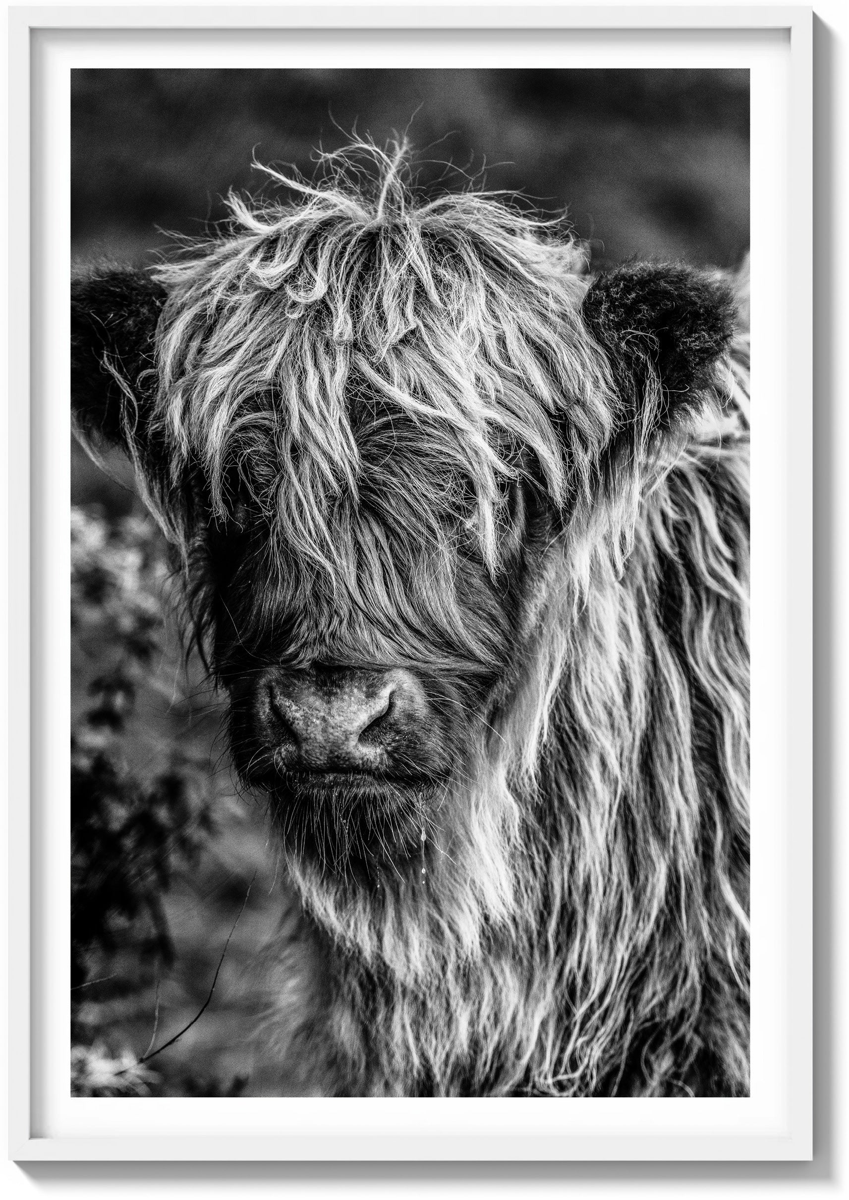 The Highland Cow