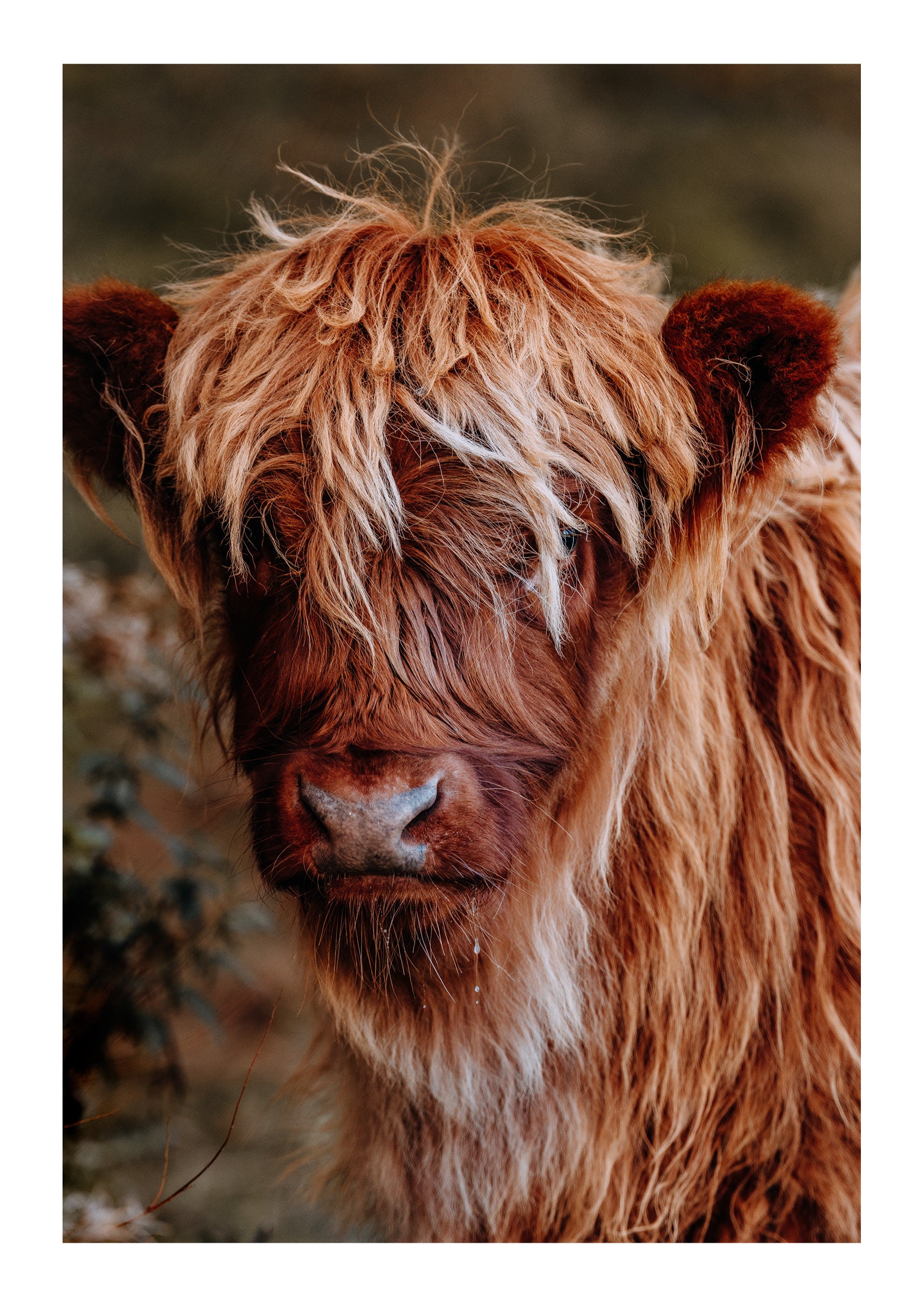The Highland Cow