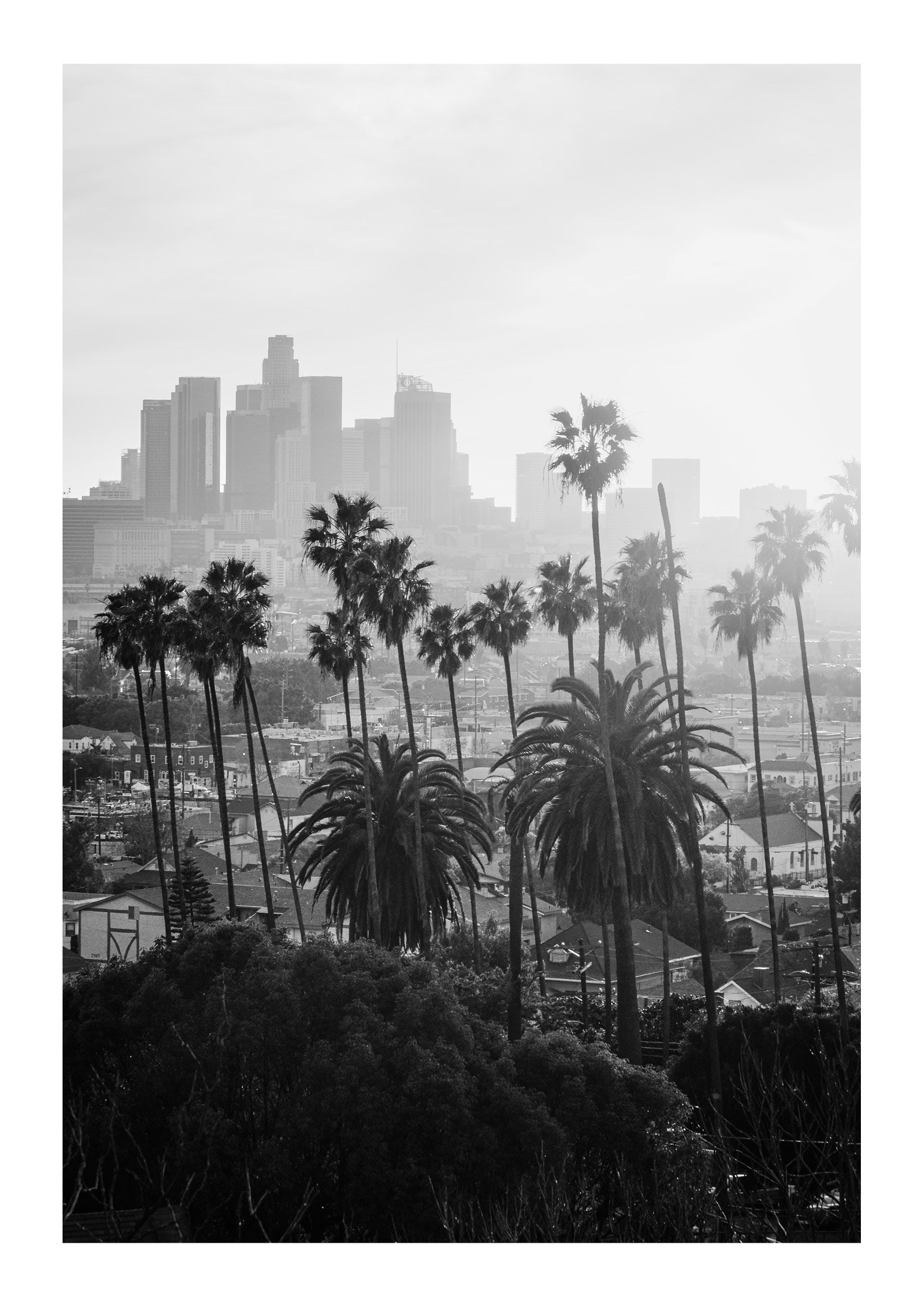 LA Haze