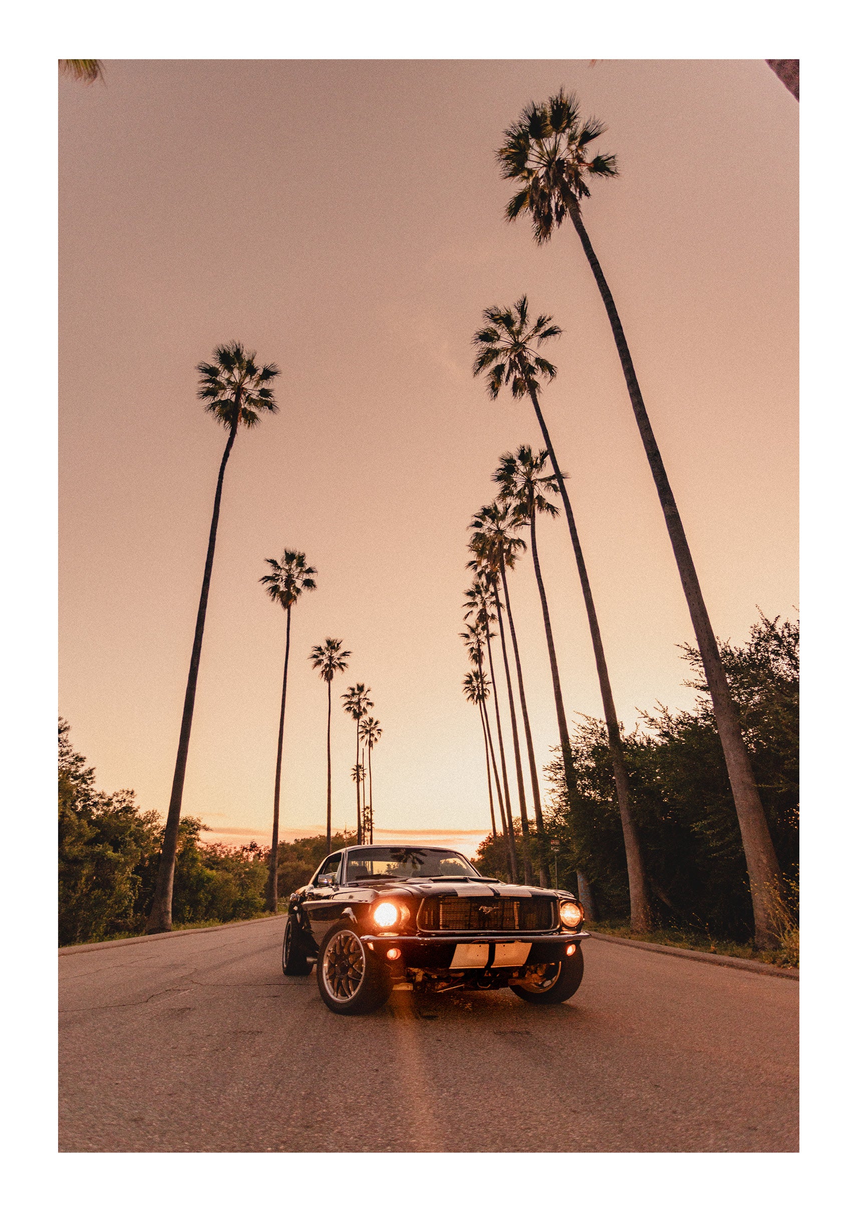 LA Muscle