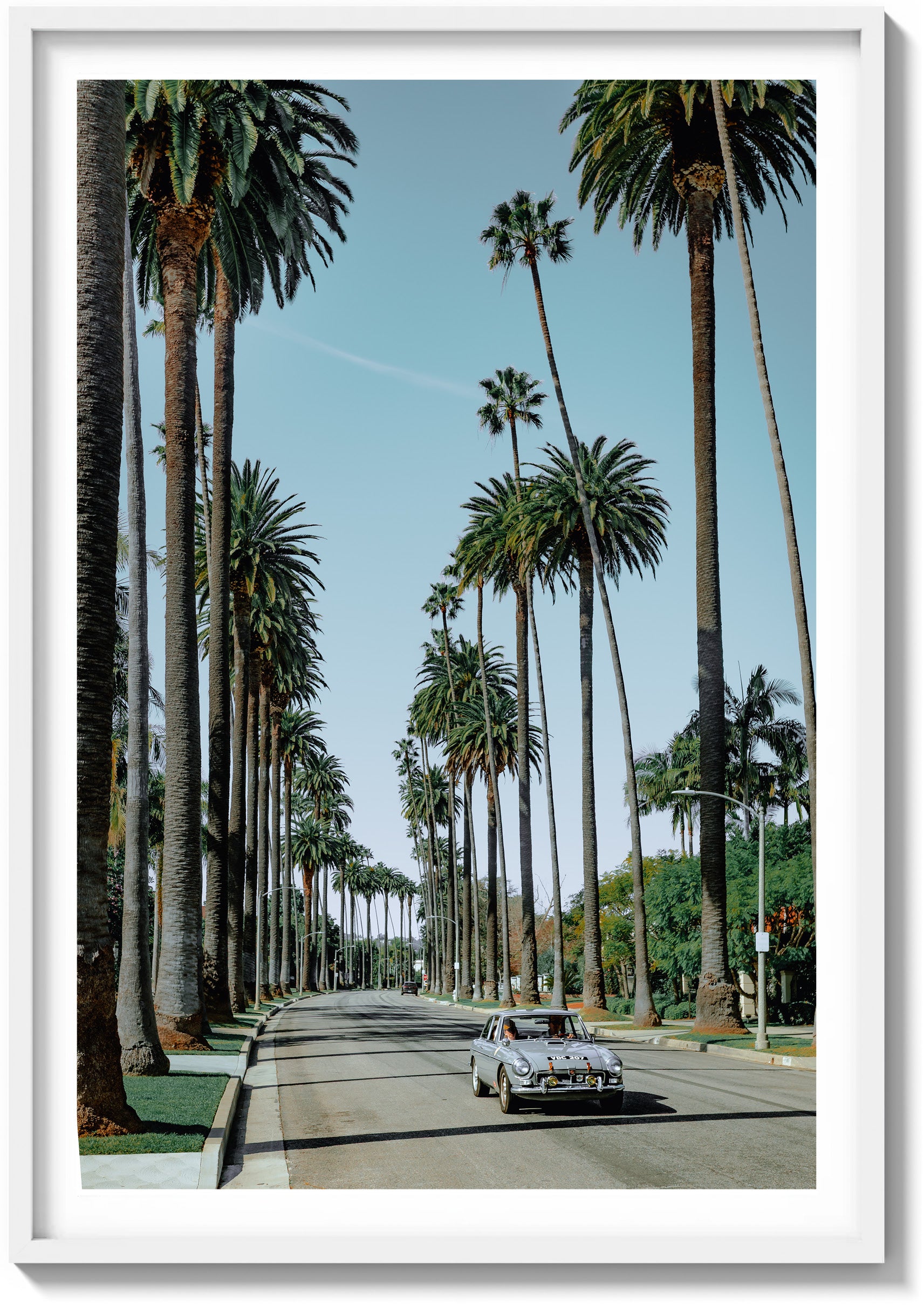Riding the Palms