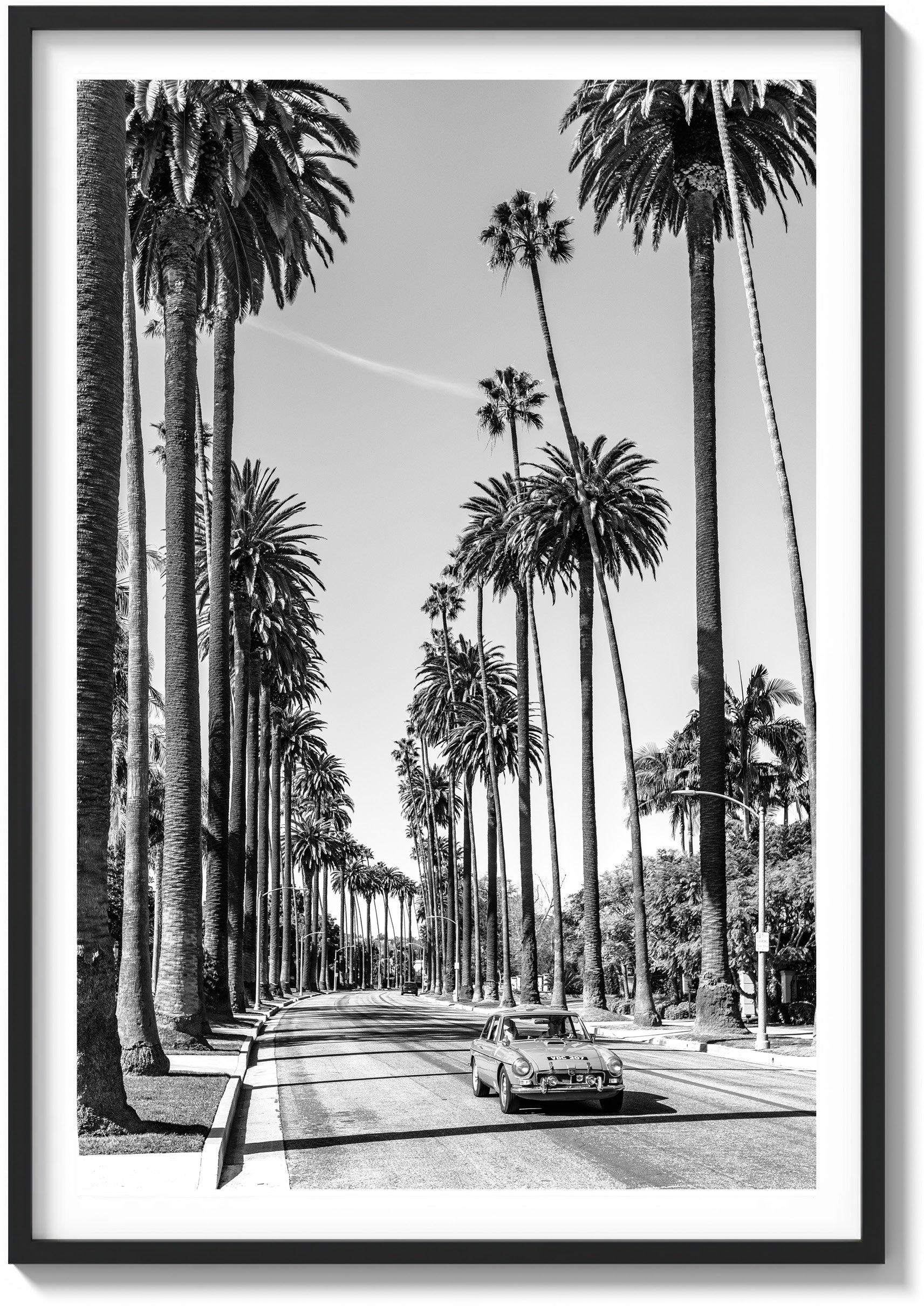 Riding the Palms
