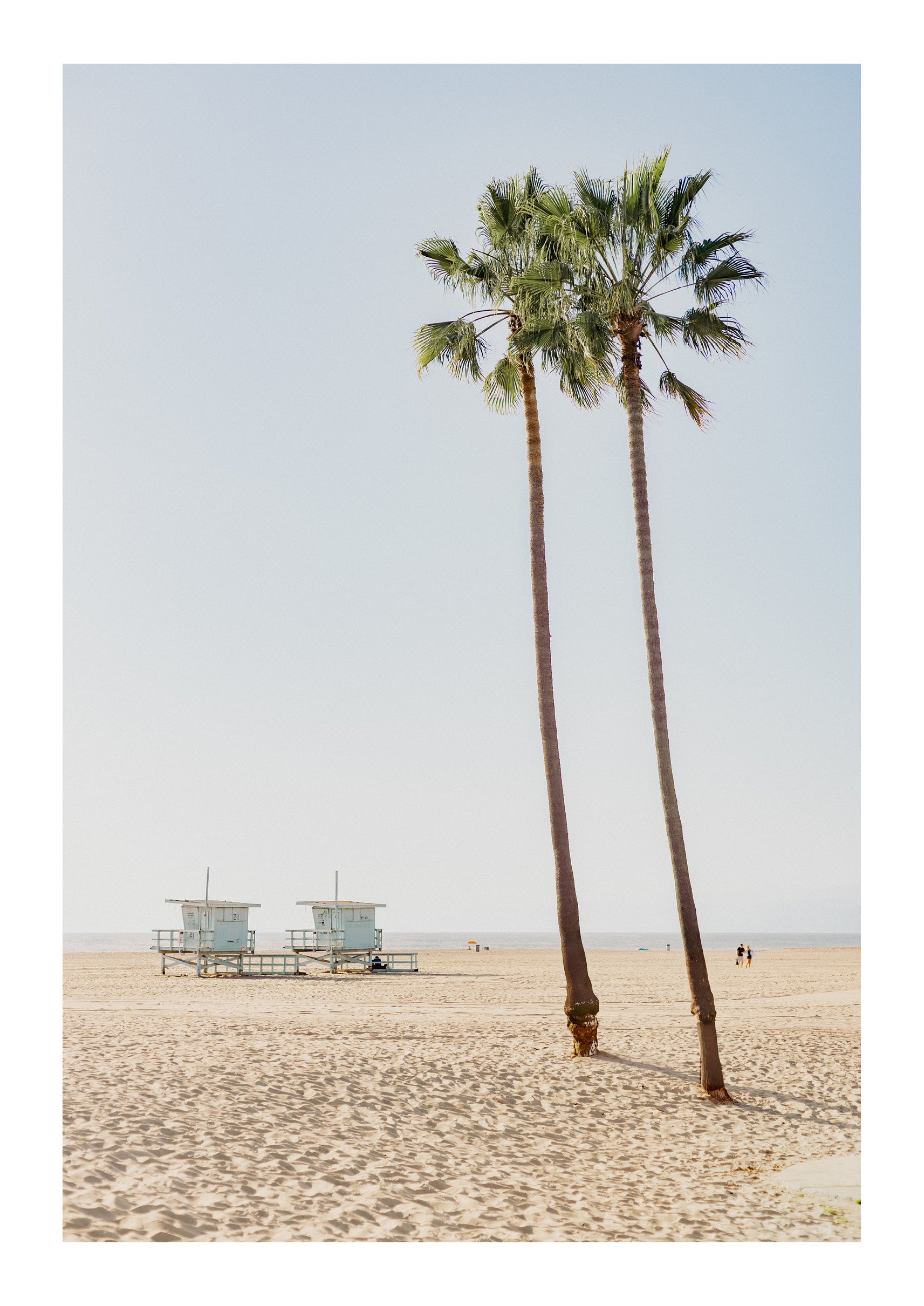 Lone Palms in Santa Monica