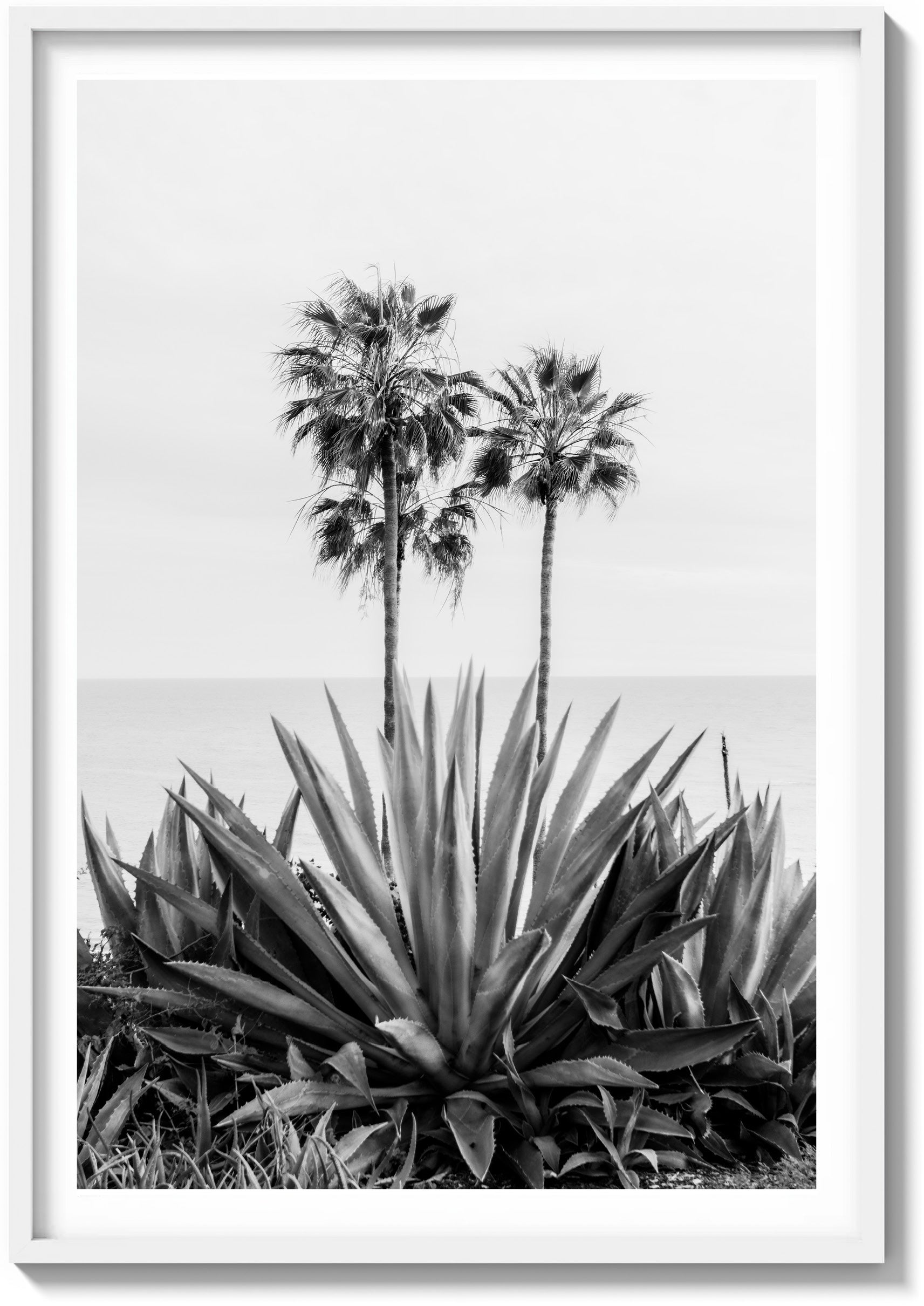 Agave & Palm