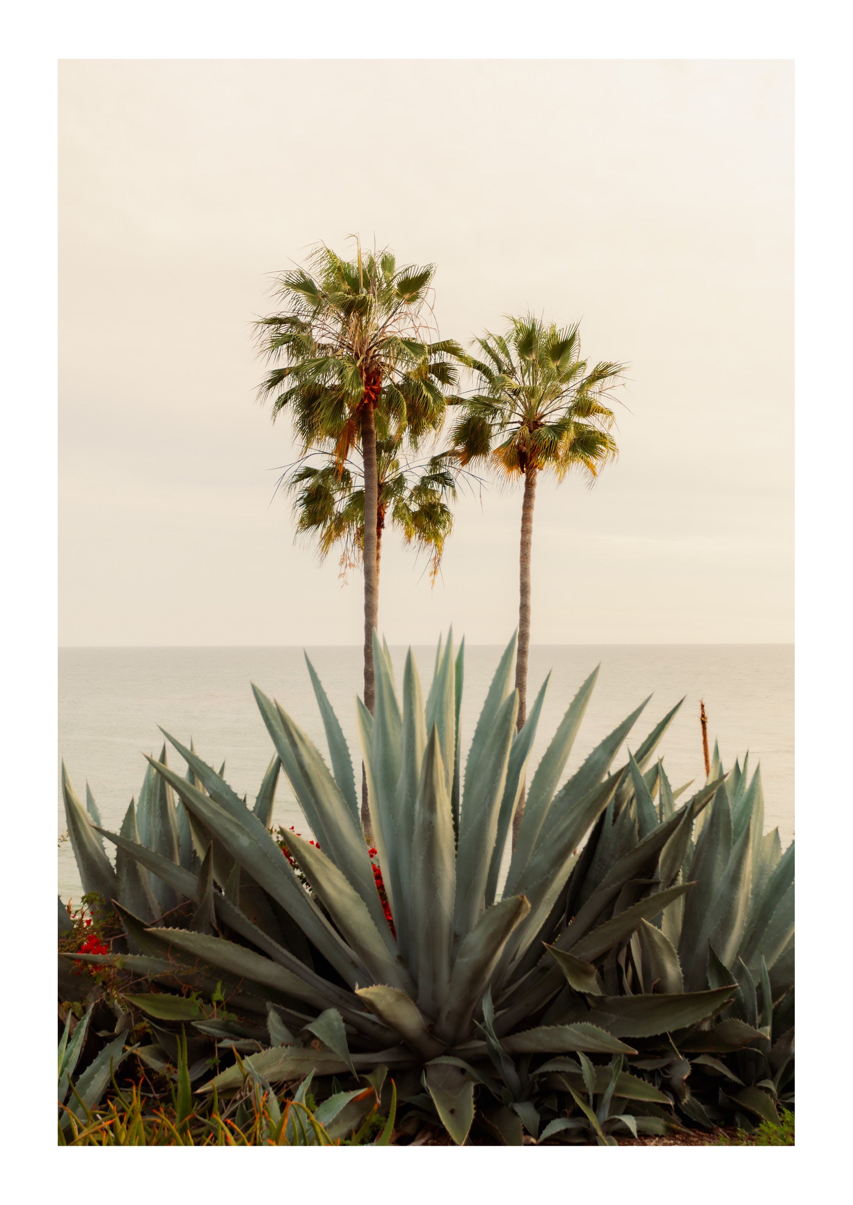 Agave & Palm