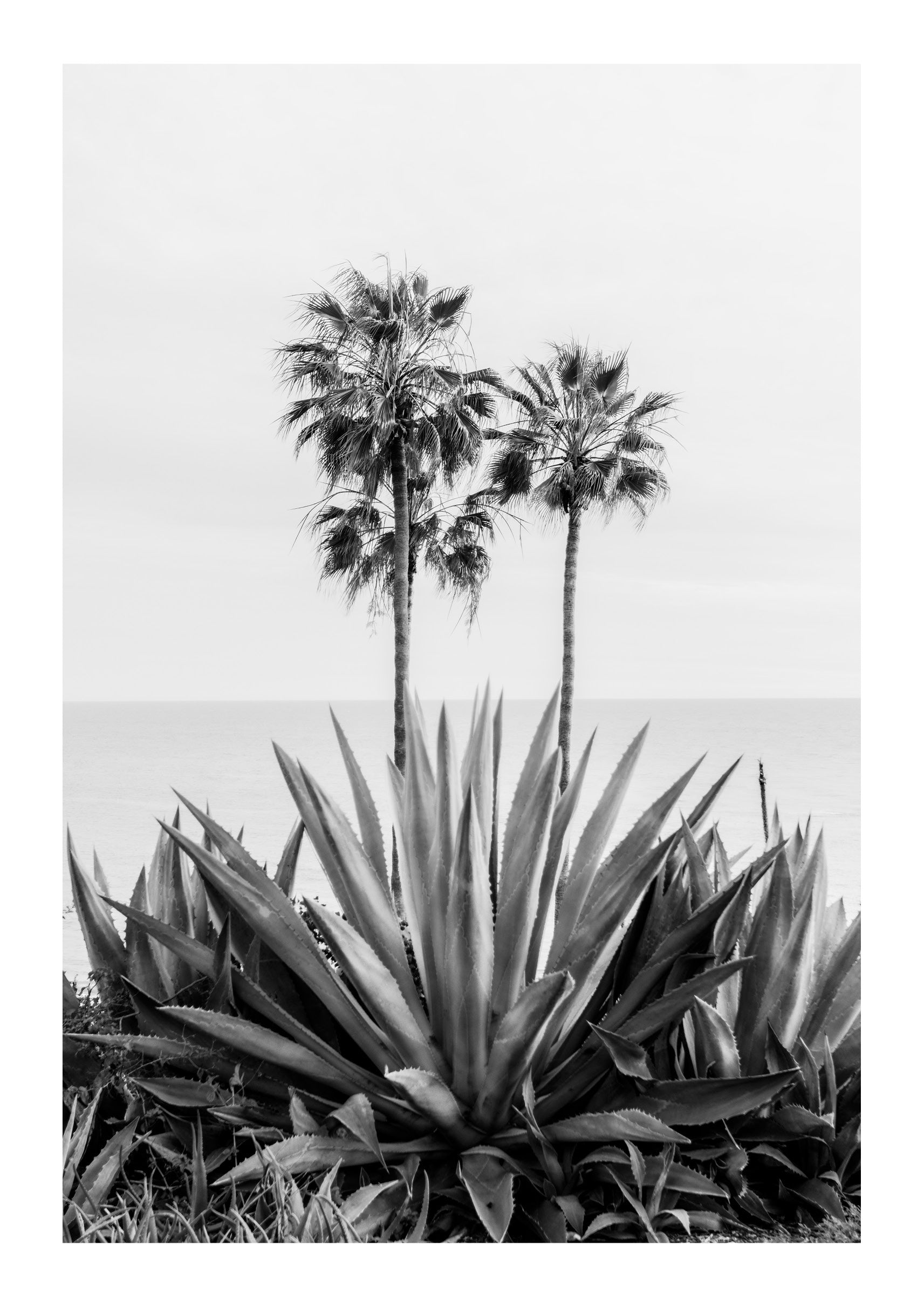 Agave & Palm