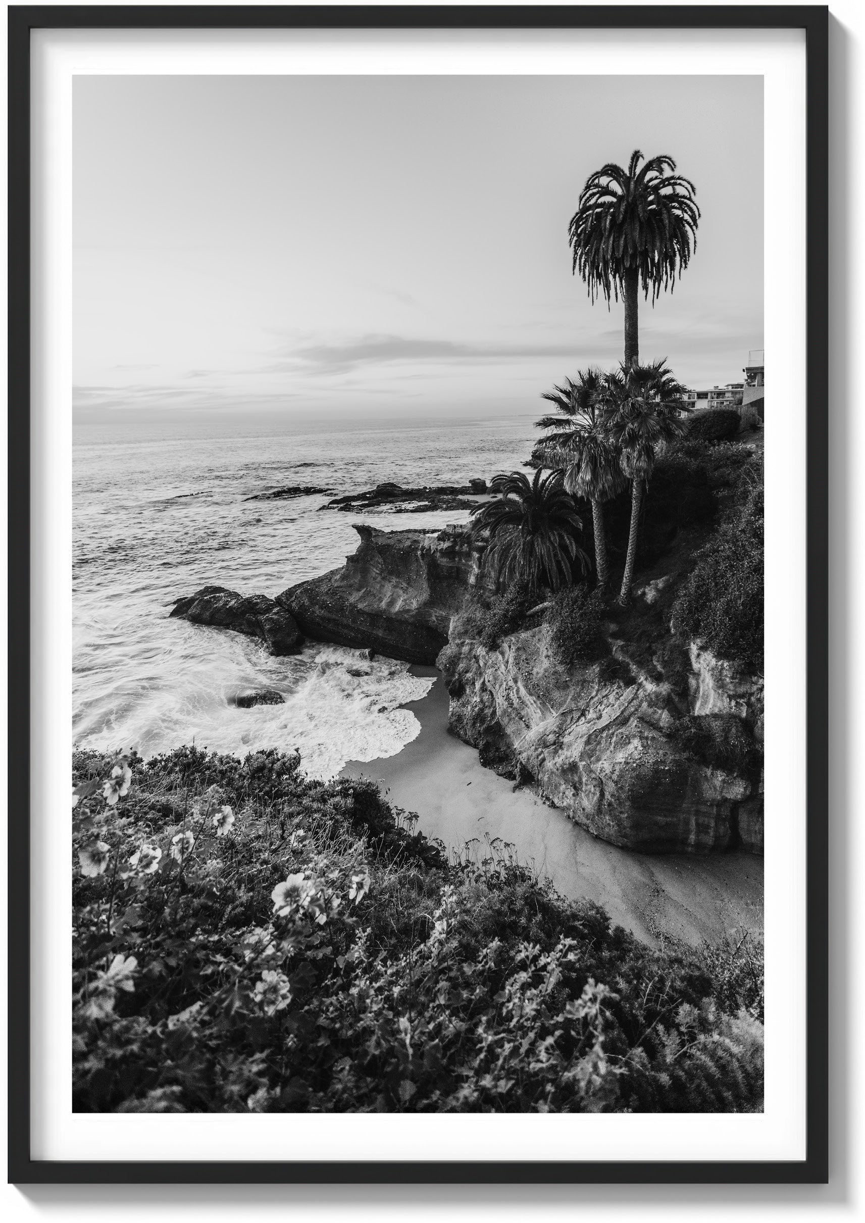 Lone Laguna Palm