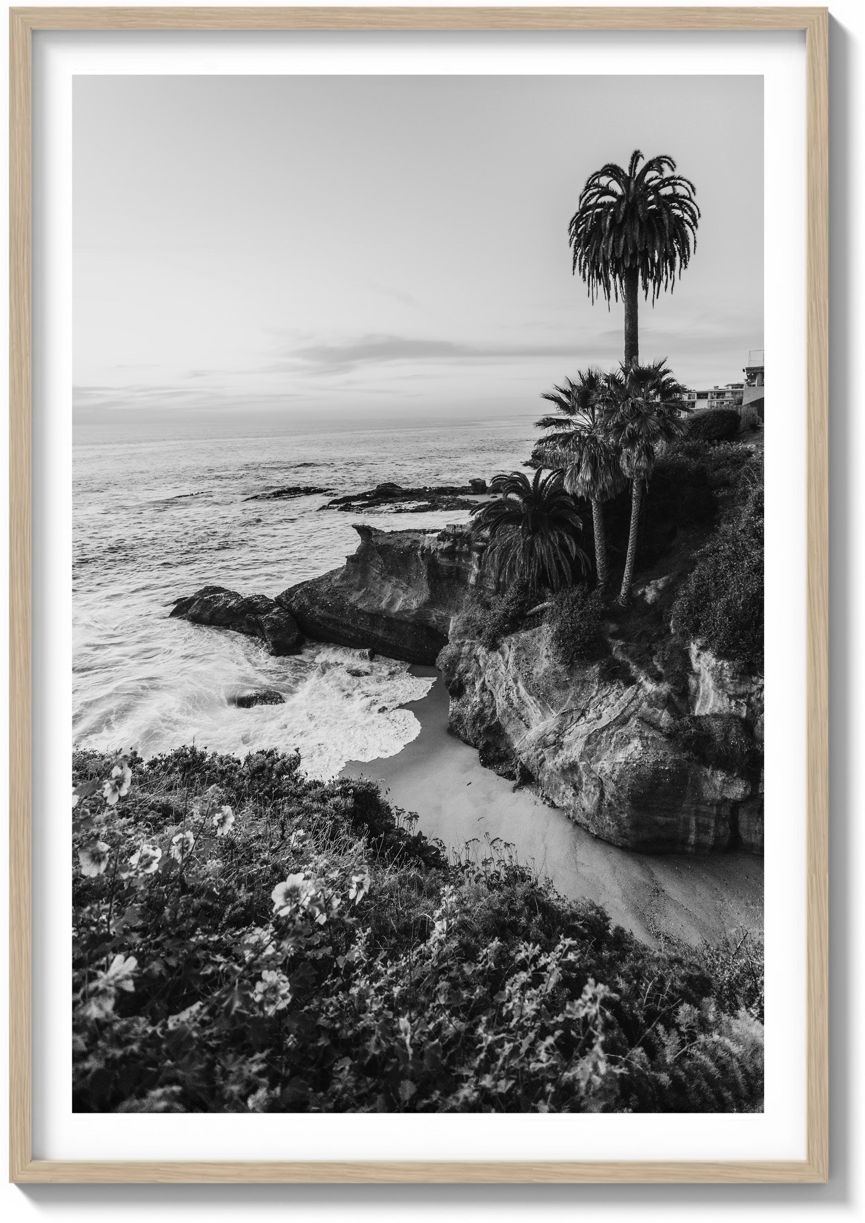 Lone Laguna Palm