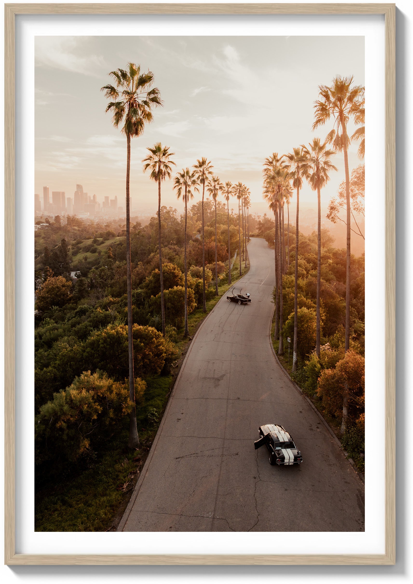 Avenue of the Palms