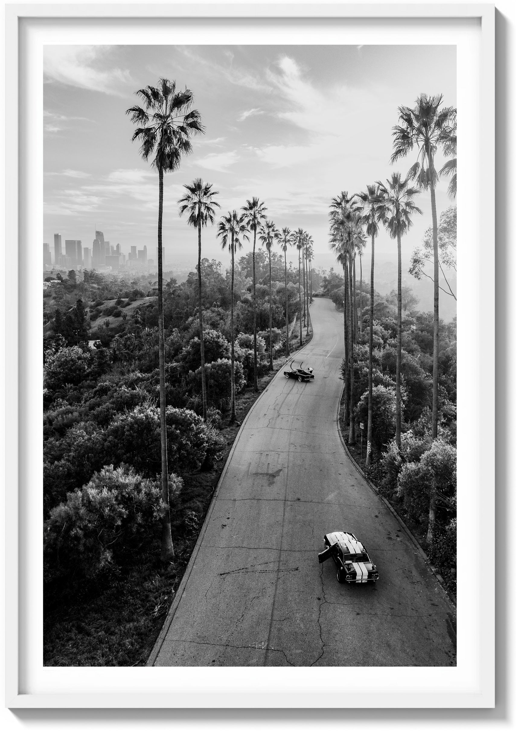 Avenue of the Palms