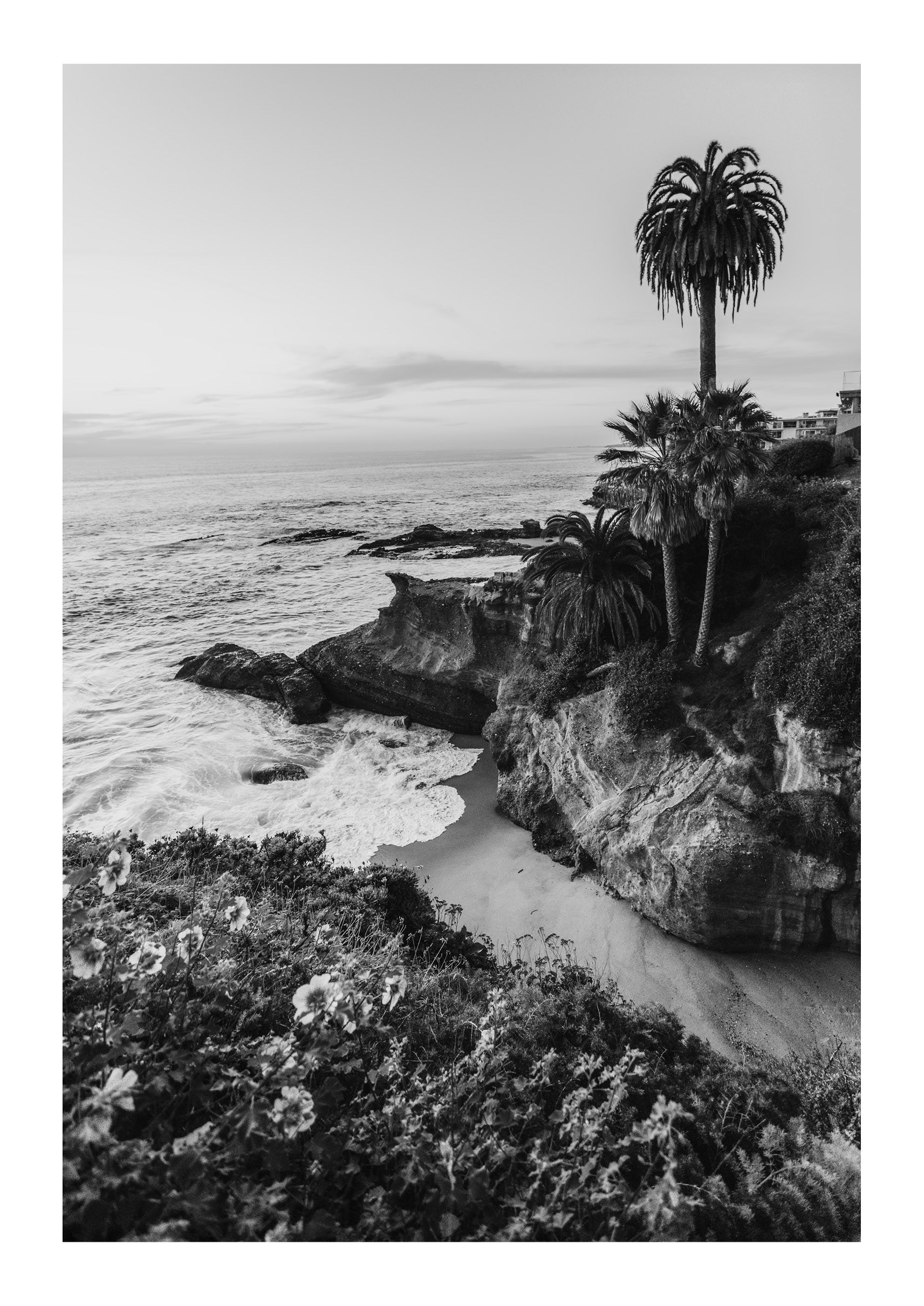 Lone Laguna Palm