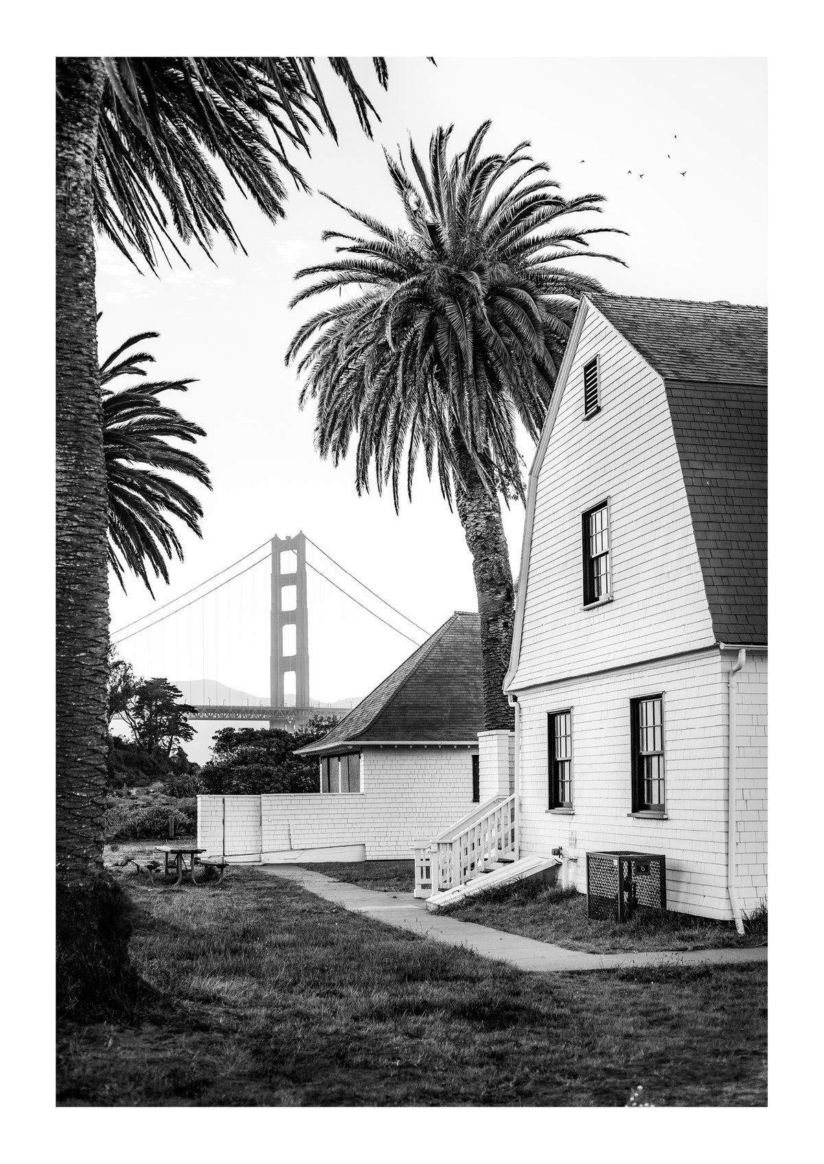 San Francisco Palms