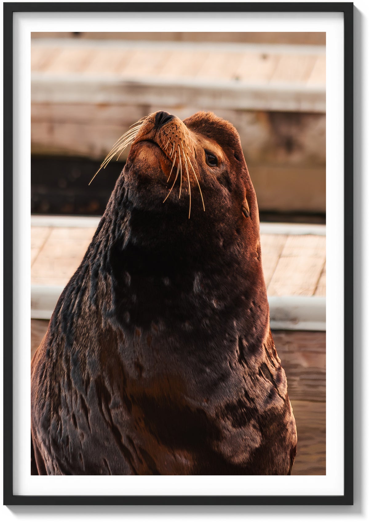 Sea Lion Staredown