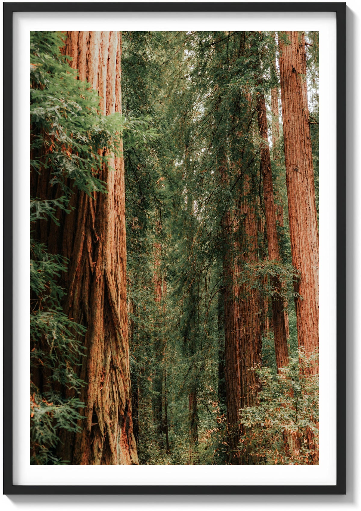 Layers of Muir Woods
