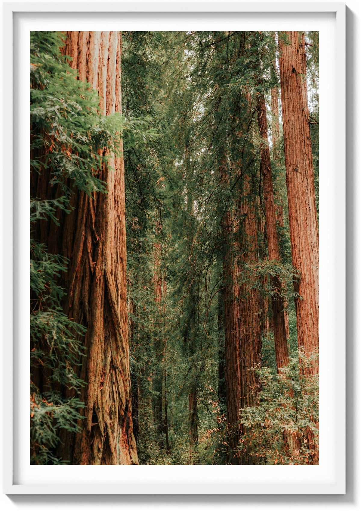Layers of Muir Woods