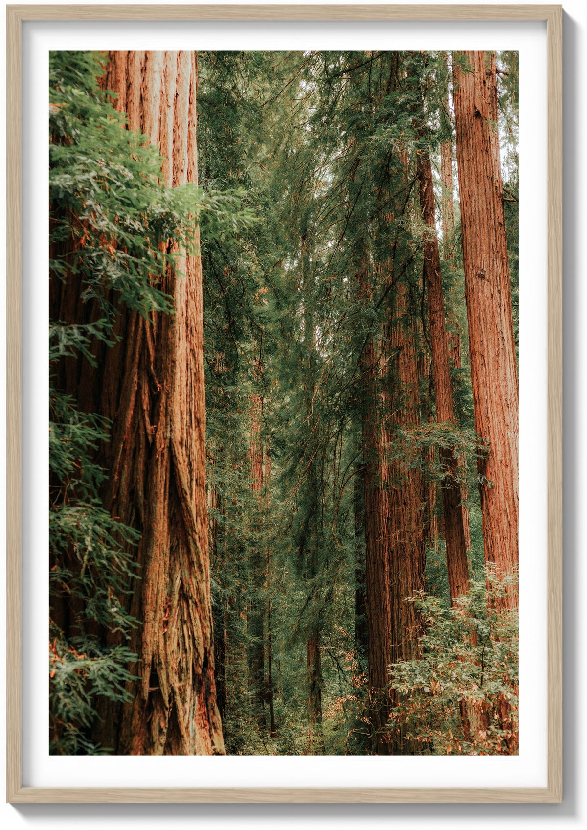 Layers of Muir Woods