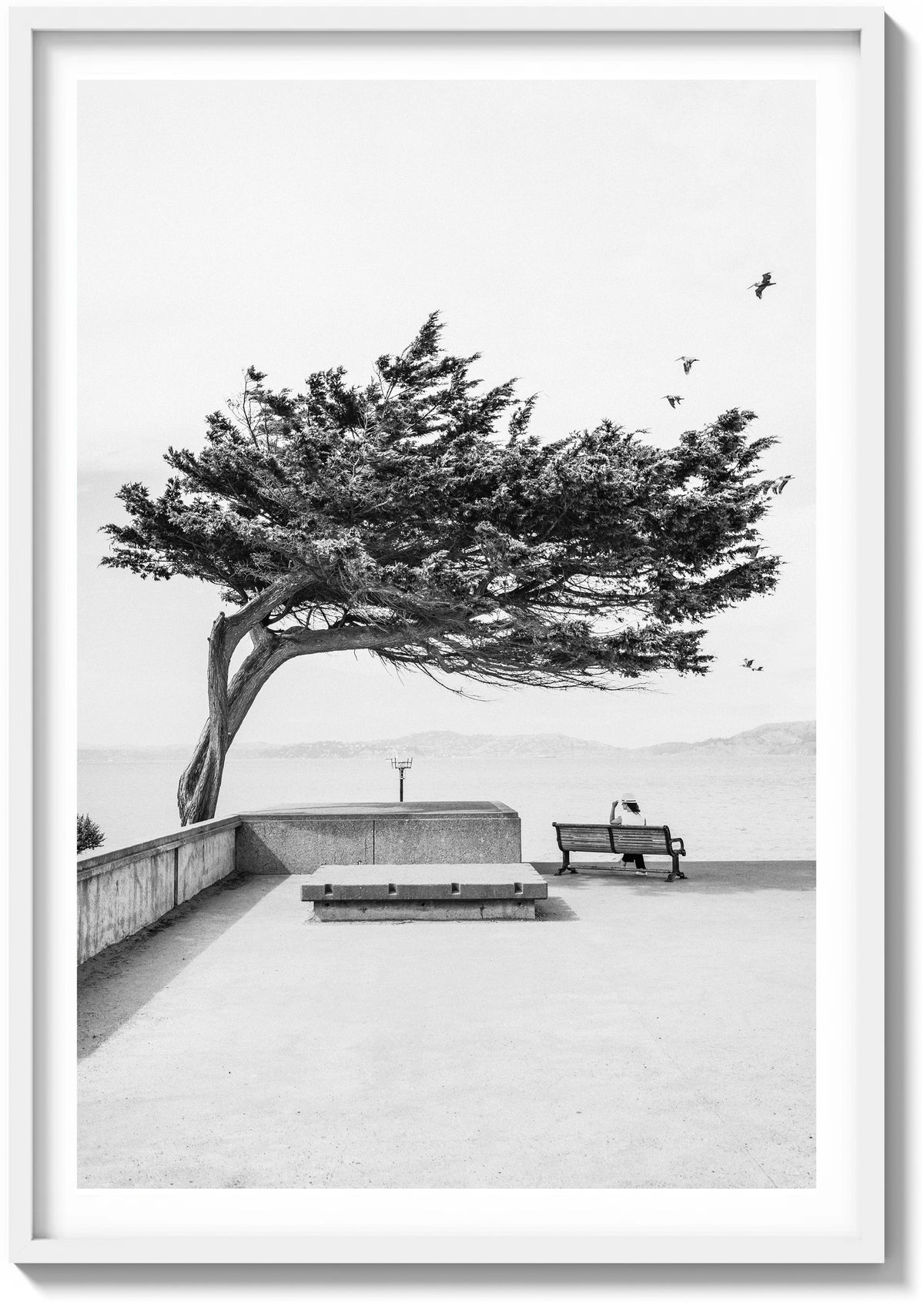 Lone Cypress