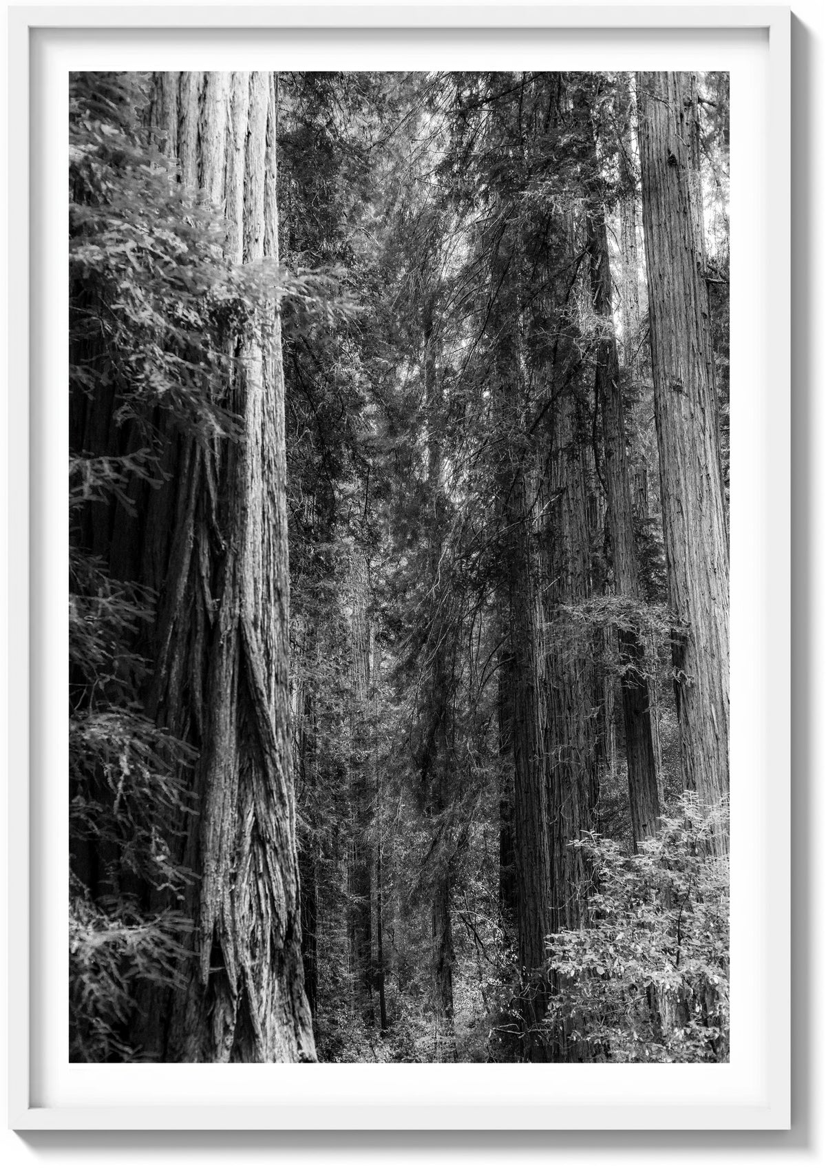 Layers of Muir Woods