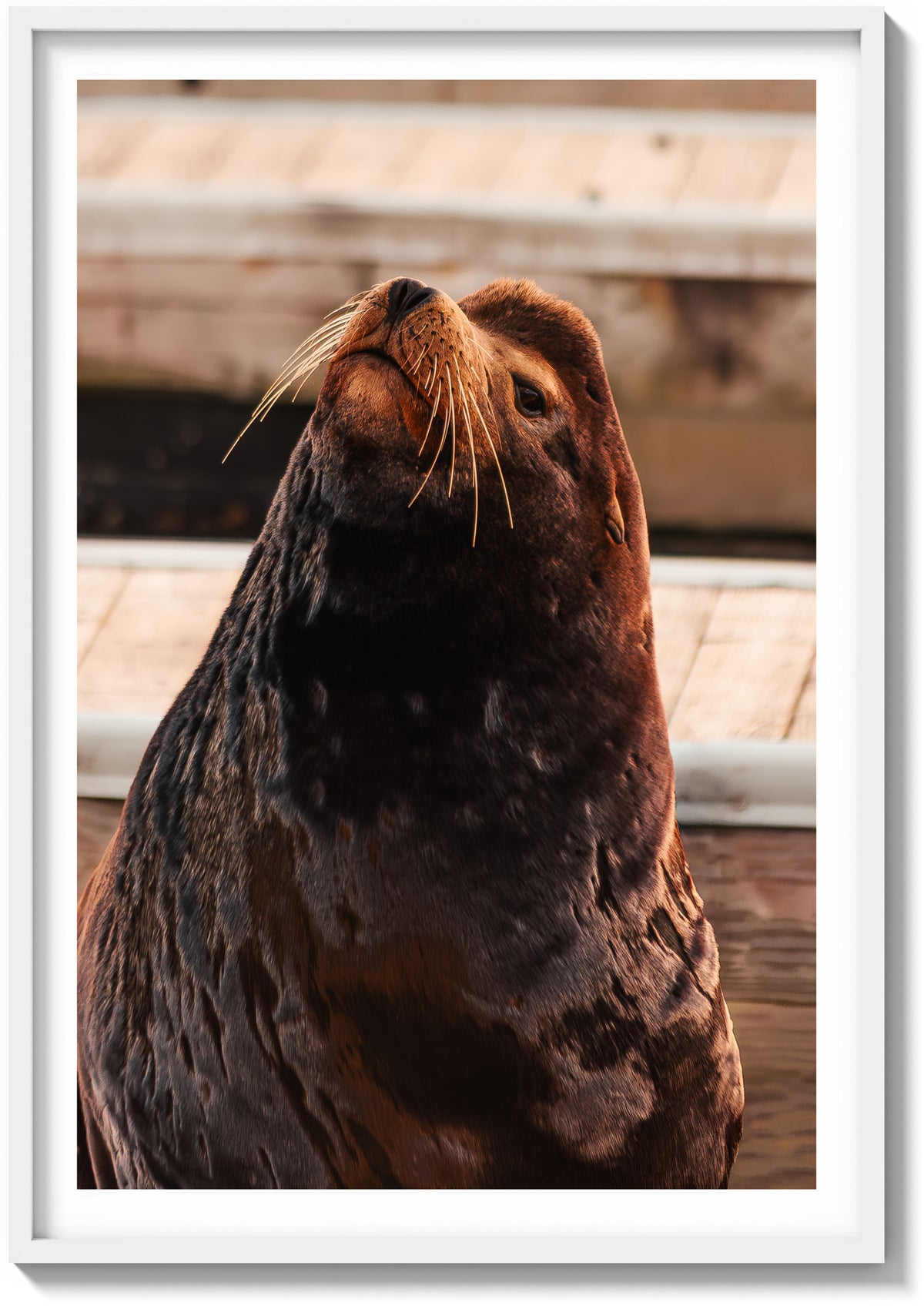Sea Lion Staredown
