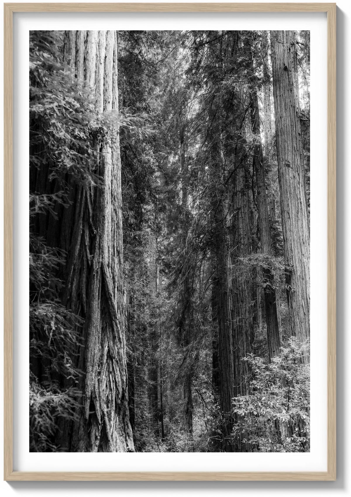 Layers of Muir Woods