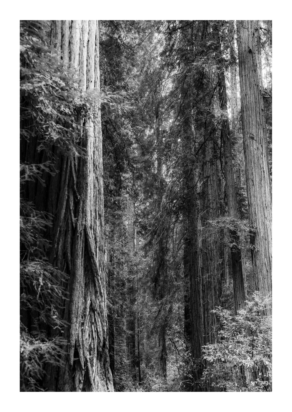 Layers of Muir Woods
