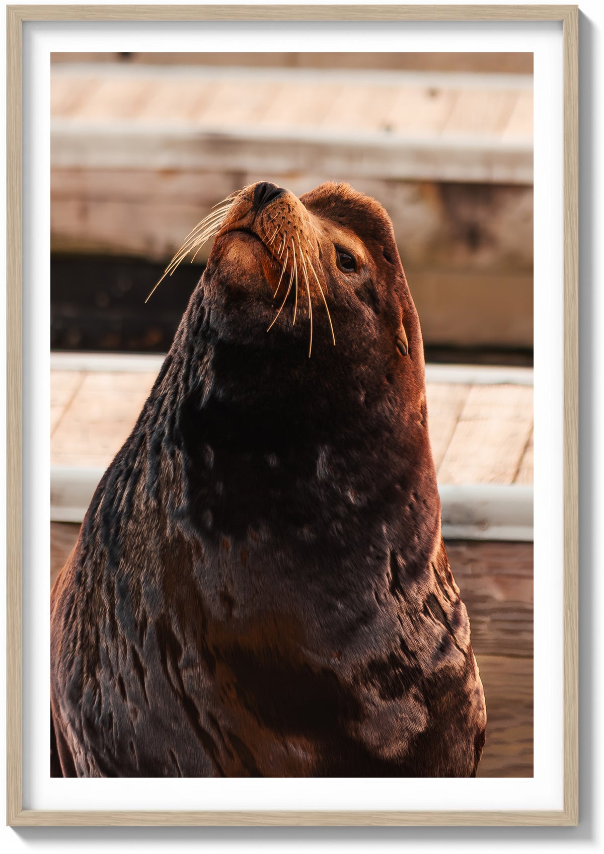 Sea Lion Staredown
