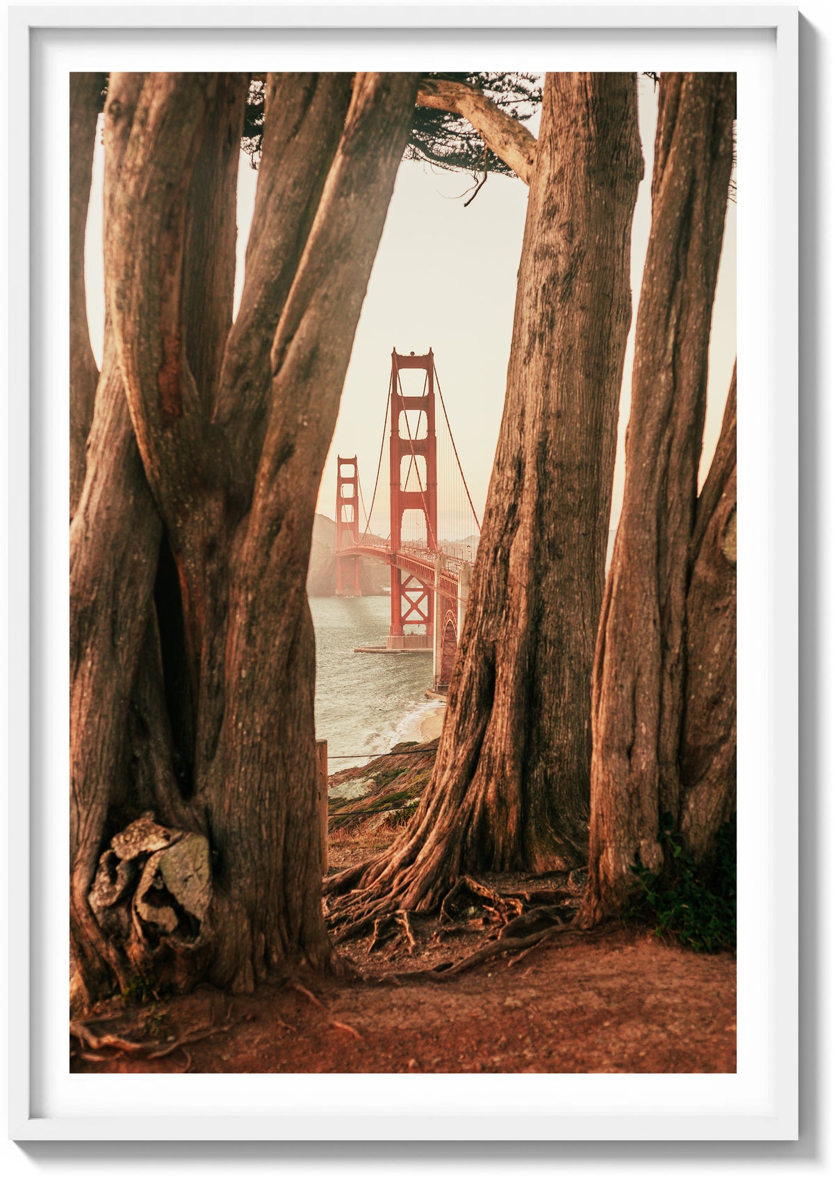 Cypress and Steel
