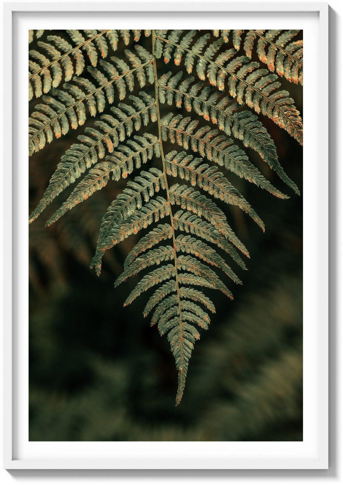 Details In Muir Woods