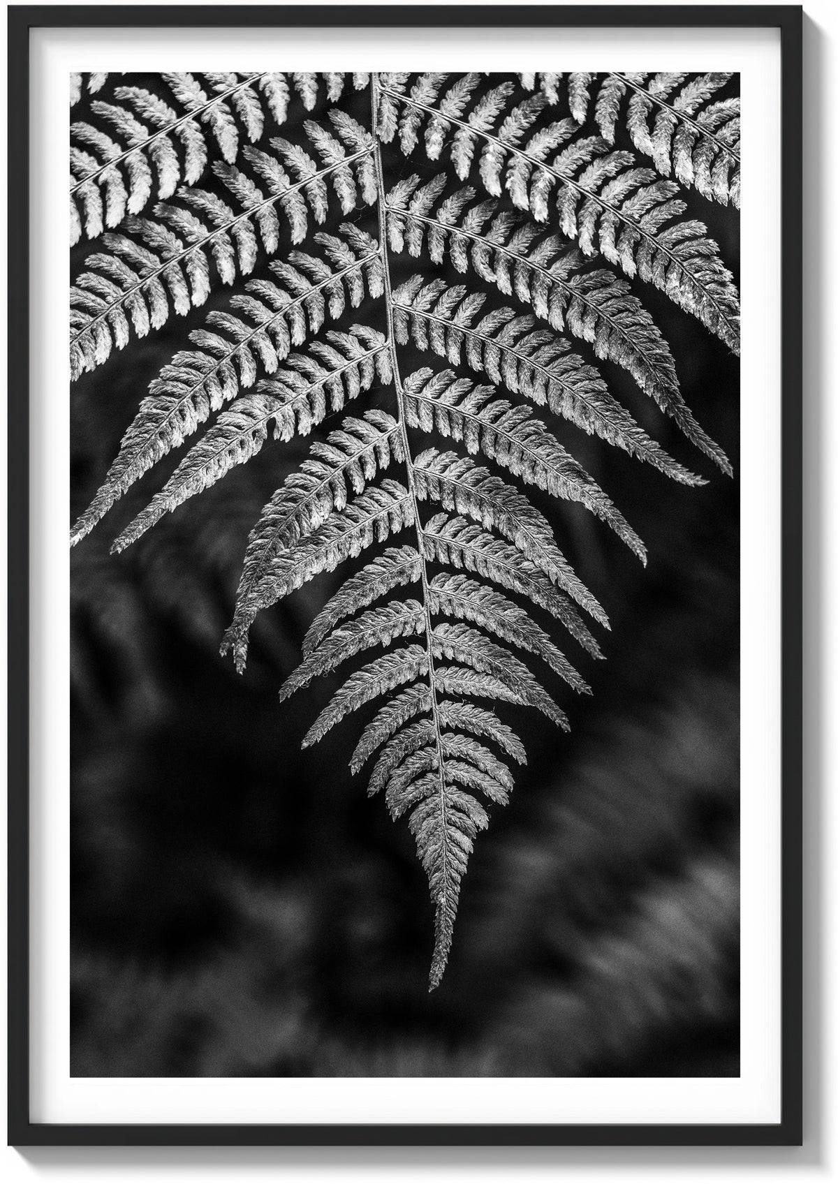 Details In Muir Woods