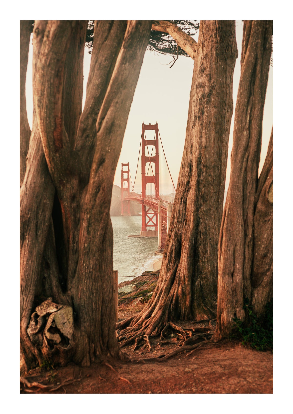 Cypress and Steel