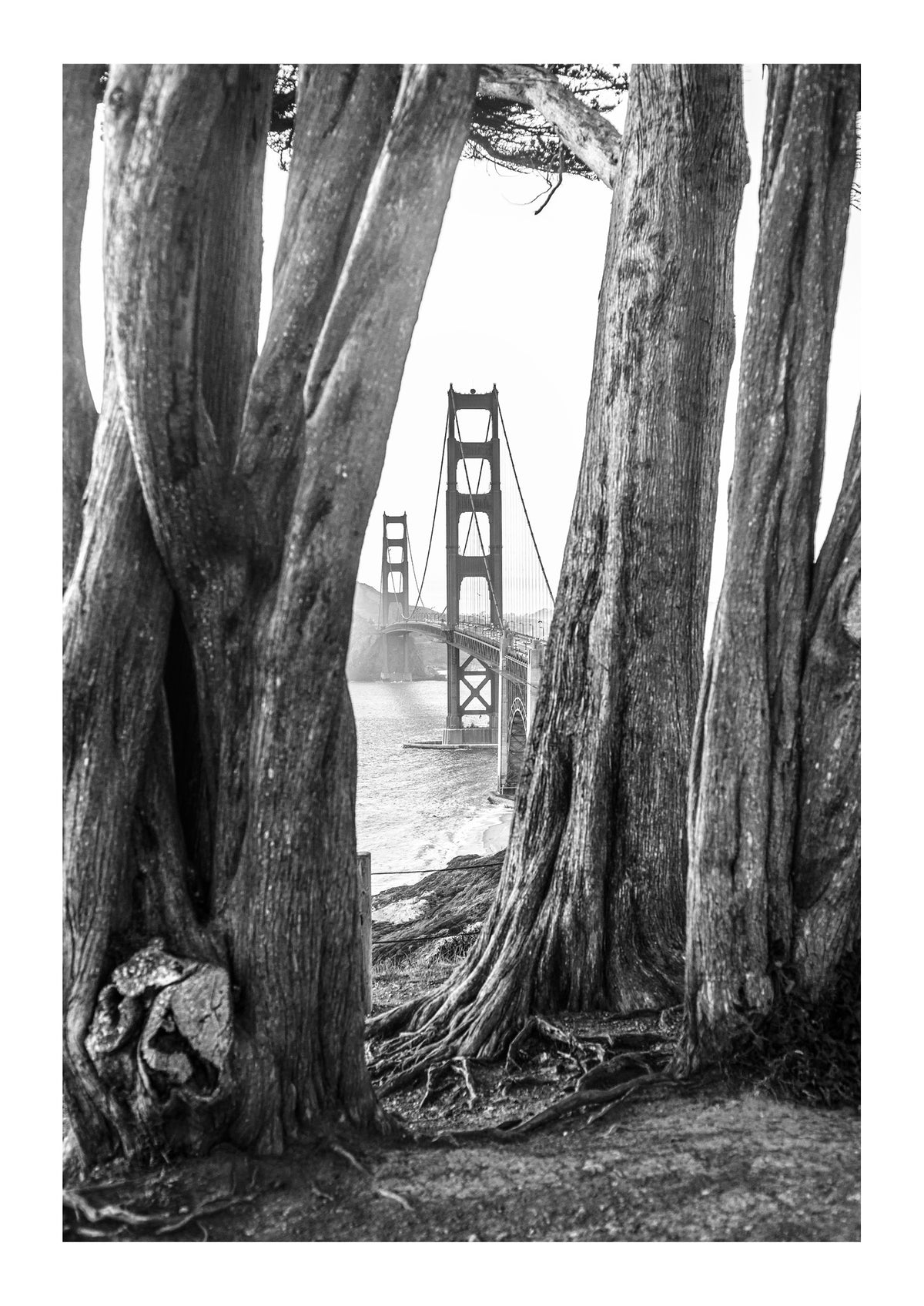 Cypress and Steel
