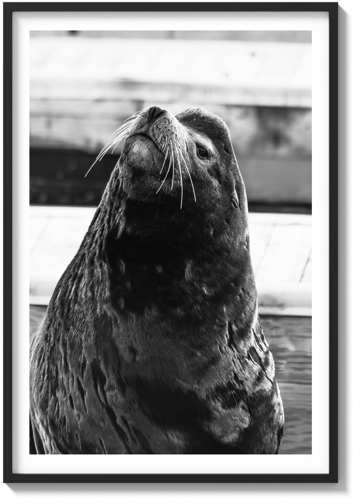 Sea Lion Staredown