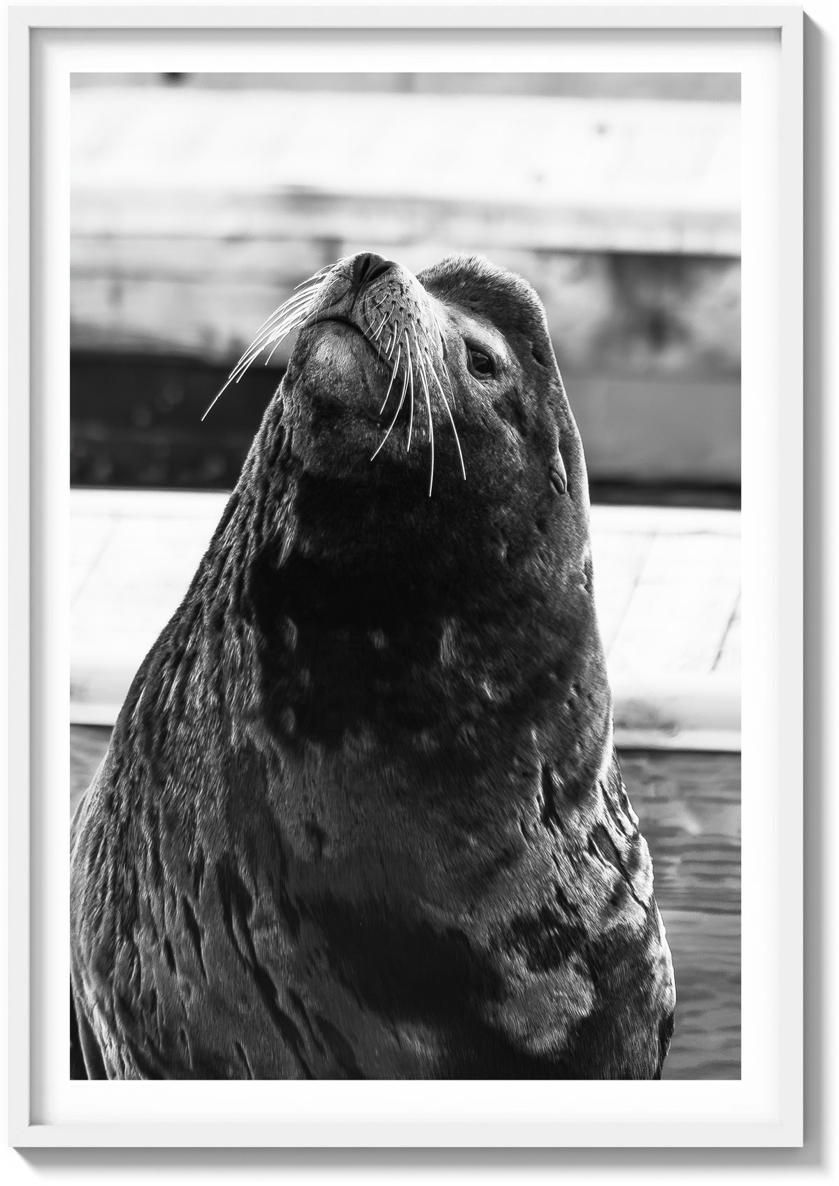 Sea Lion Staredown
