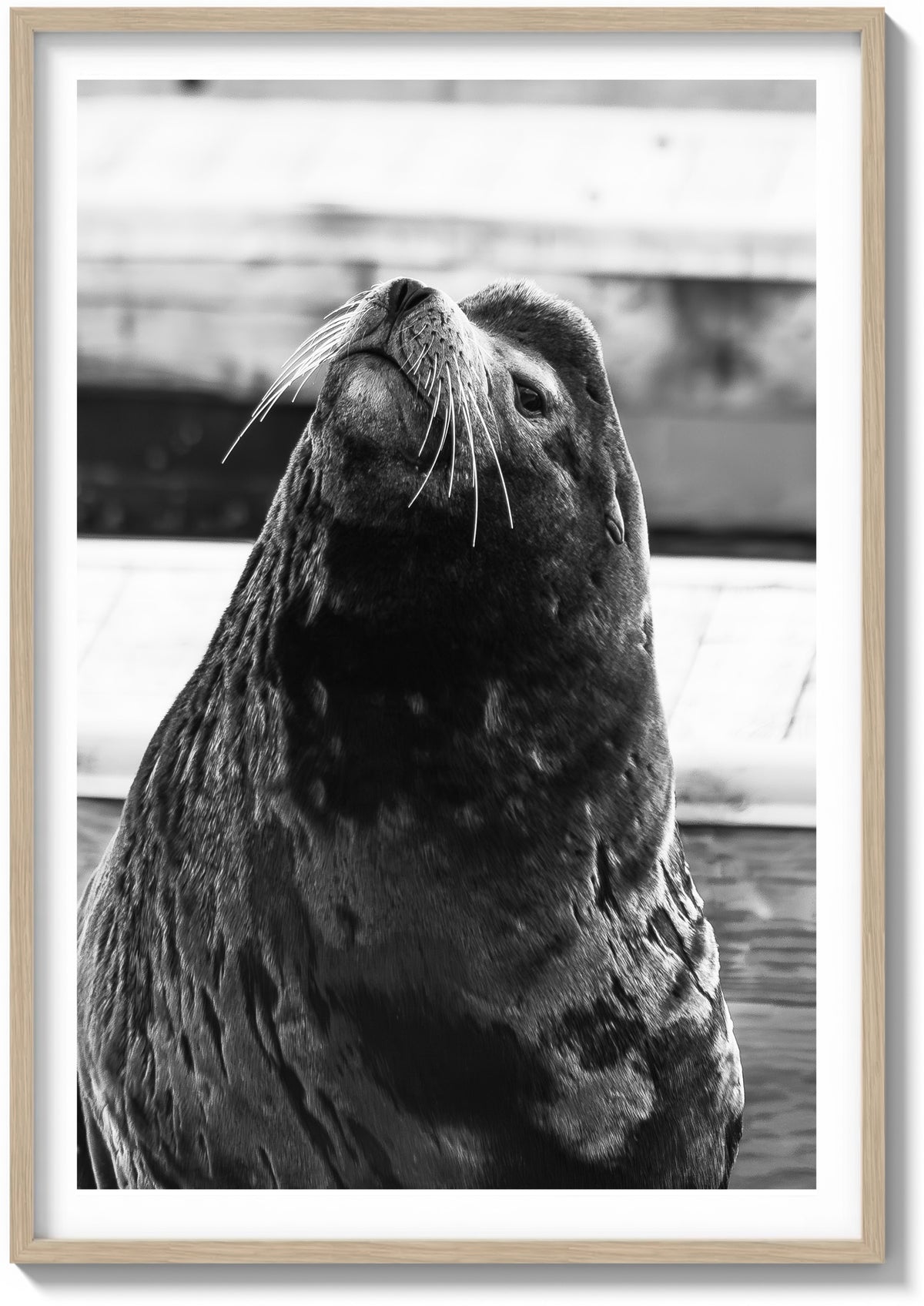 Sea Lion Staredown