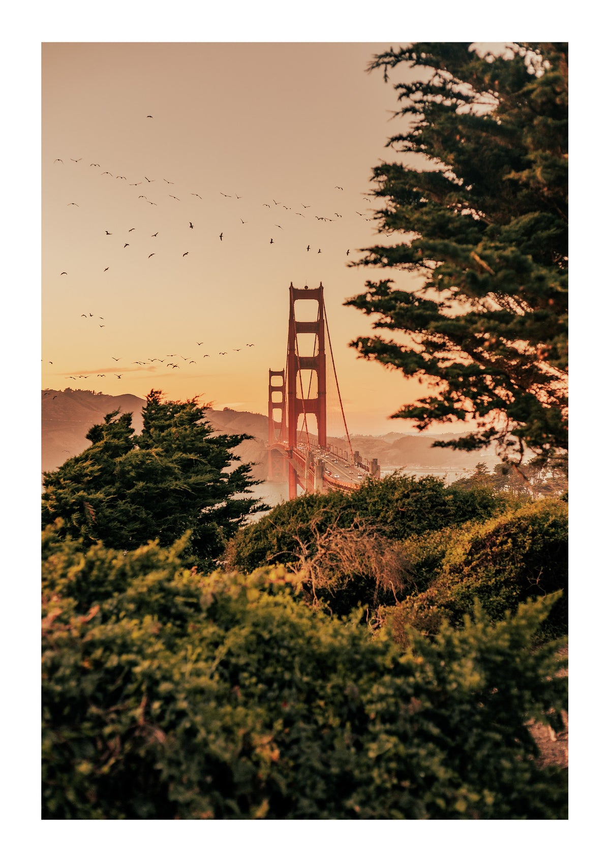 Dance of the Pelicans
