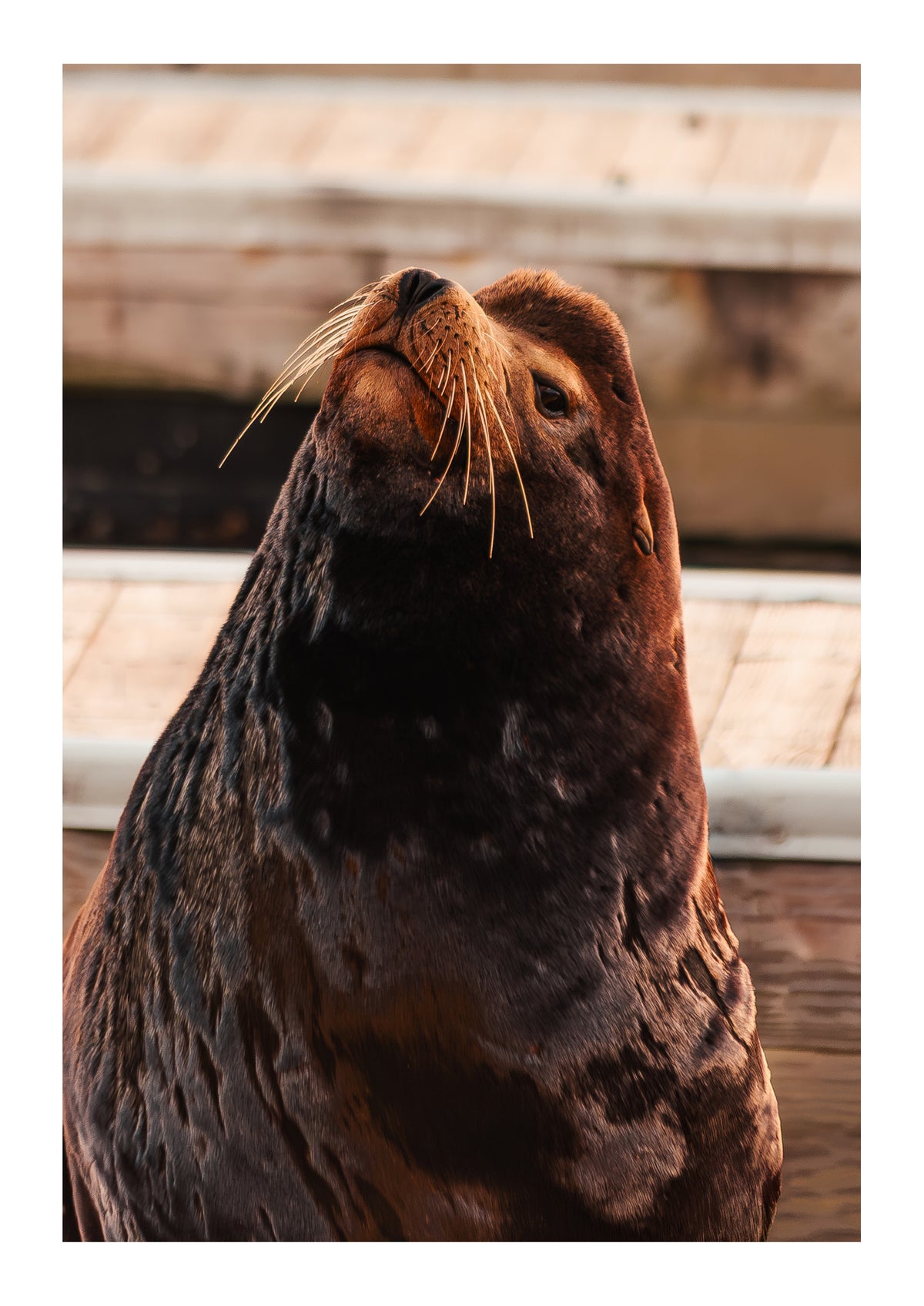 Sea Lion Staredown